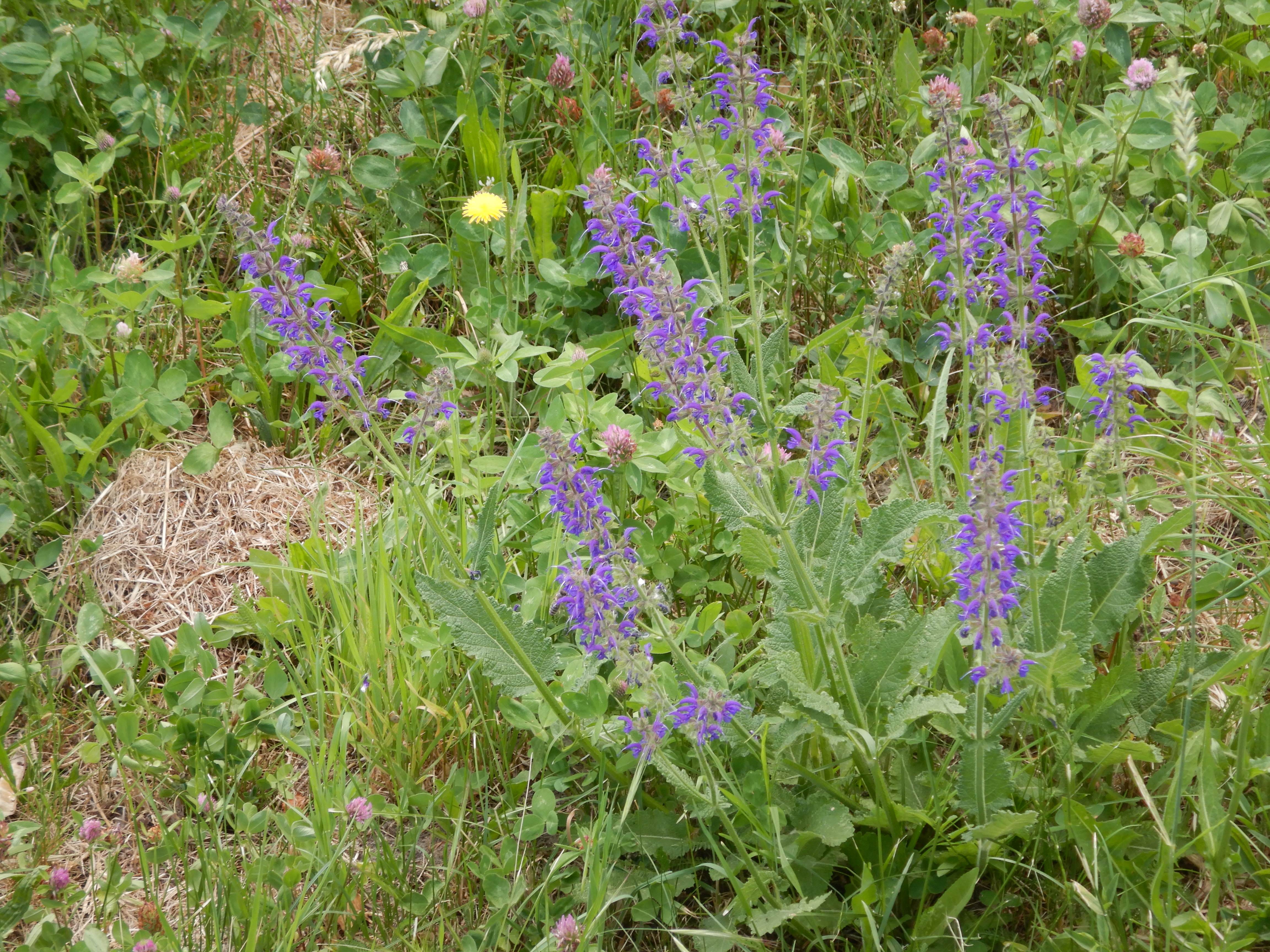 DSCN4825 sandbergexkursion 2025-05-30 salvia pratensis.jpg