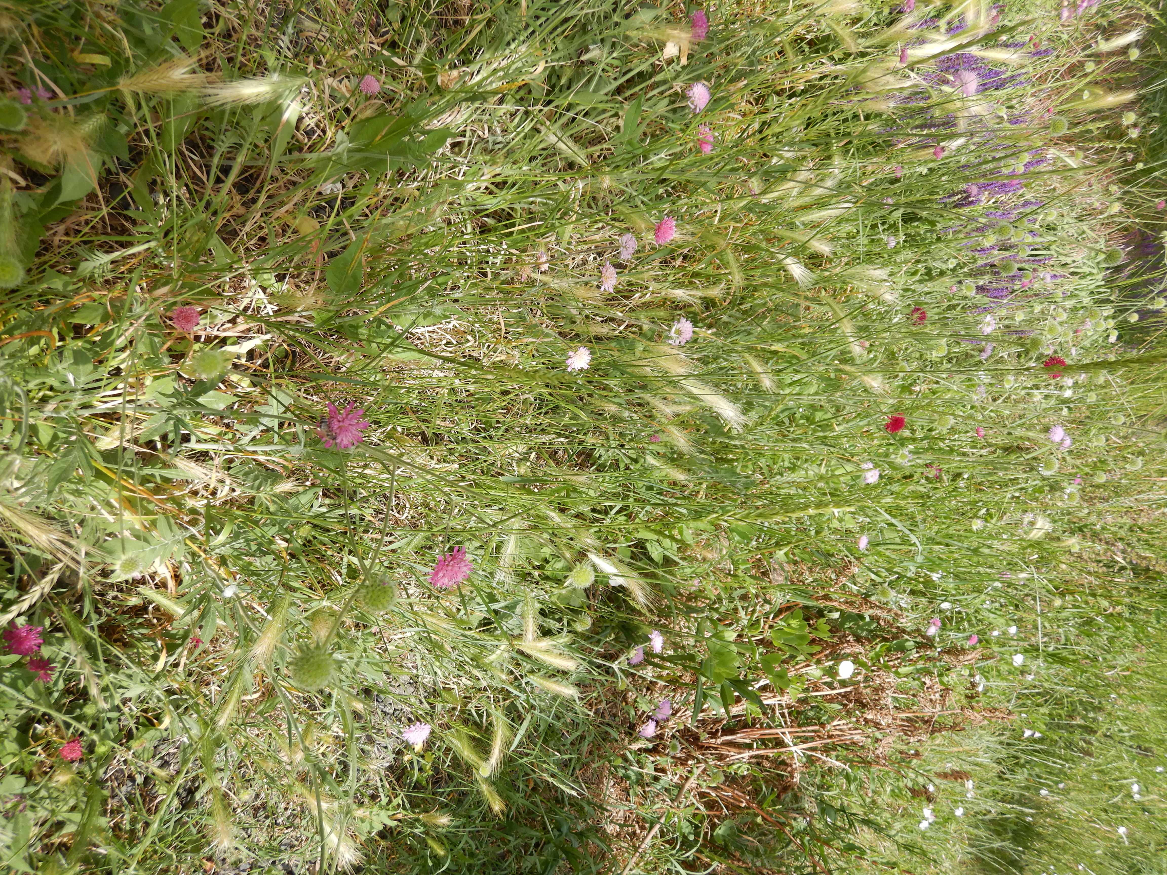 DSCN4833 sandbergexkursion 2025-05-30 knautia macedonica.jpg