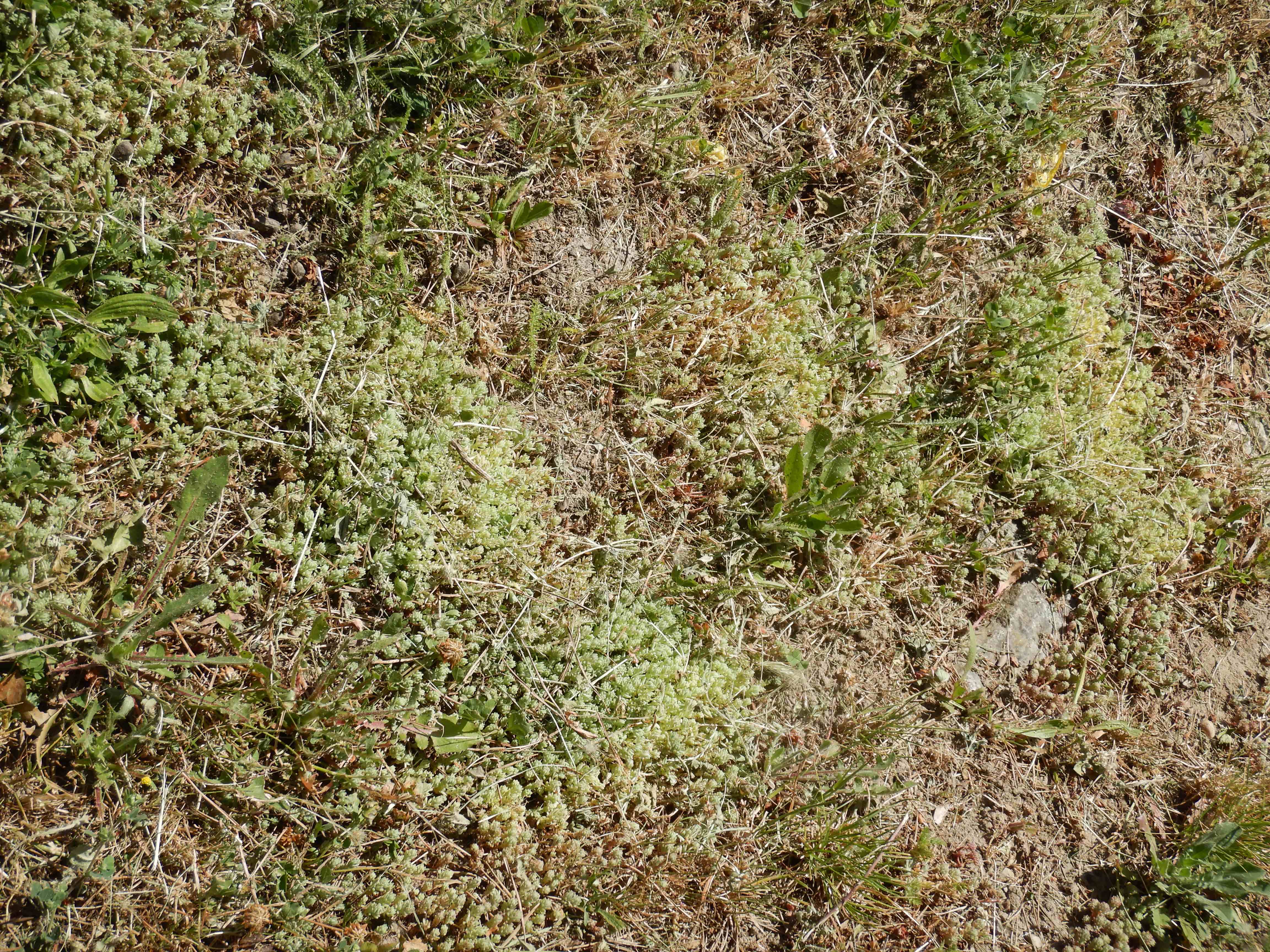 DSCN4850 sandbergexkursion 2025-05-30 sedum pallidum.jpg