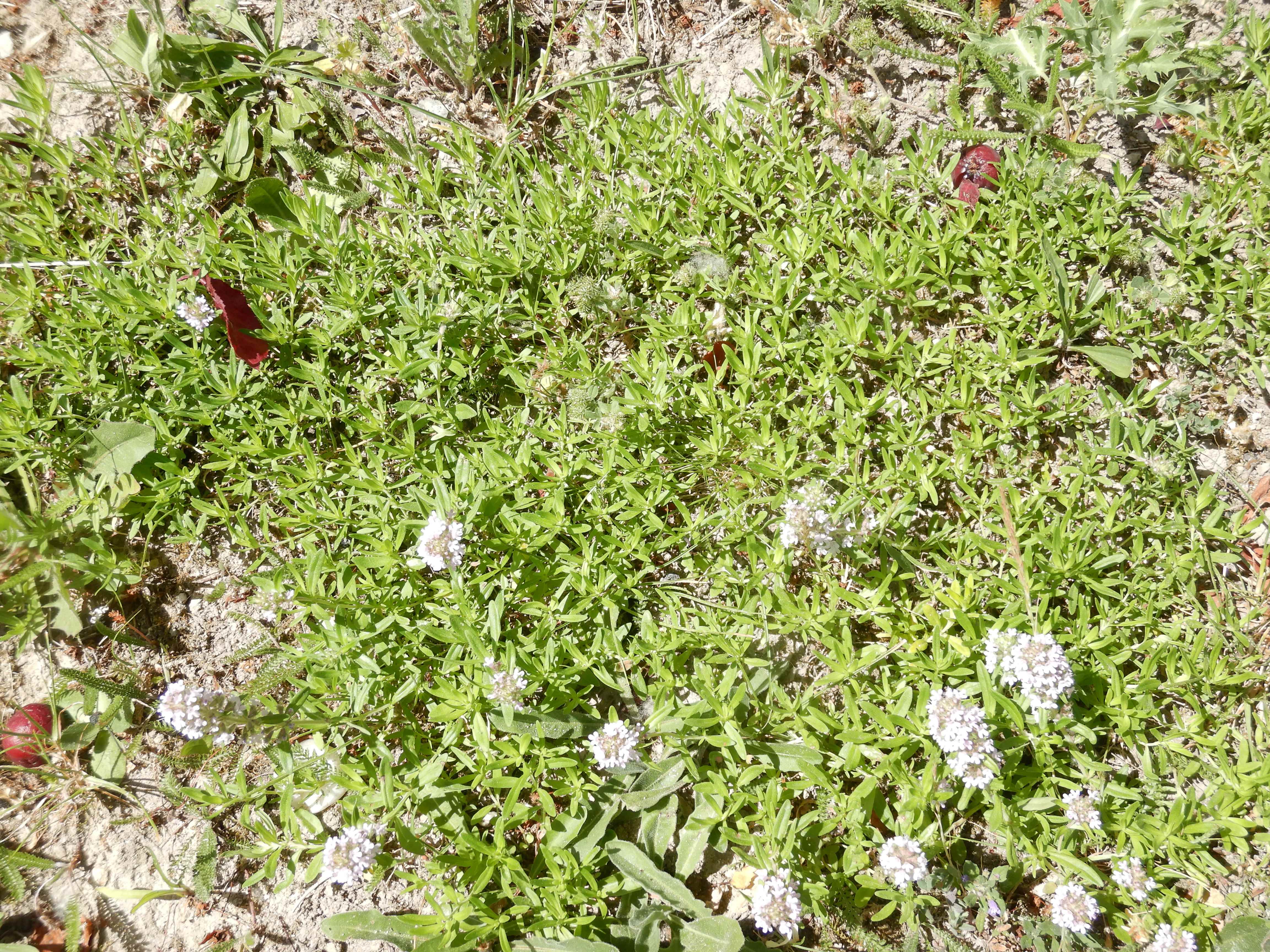 DSCN4857 sandbergexkursion 2025-05-30 thymus kosteleckyanus.jpg