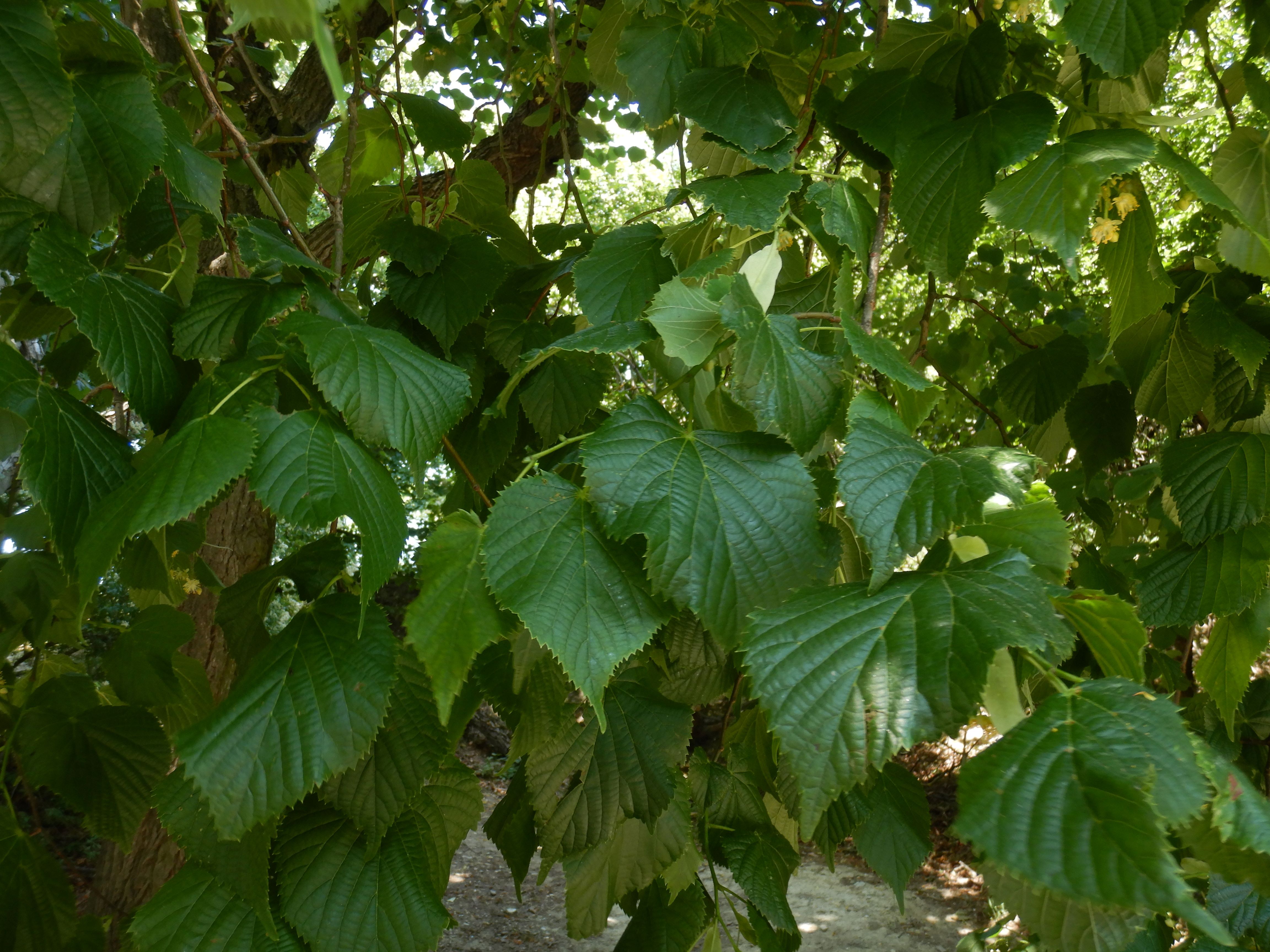 DSCN4859 sandbergexkursion 2025-05-30 tilia exot.jpg