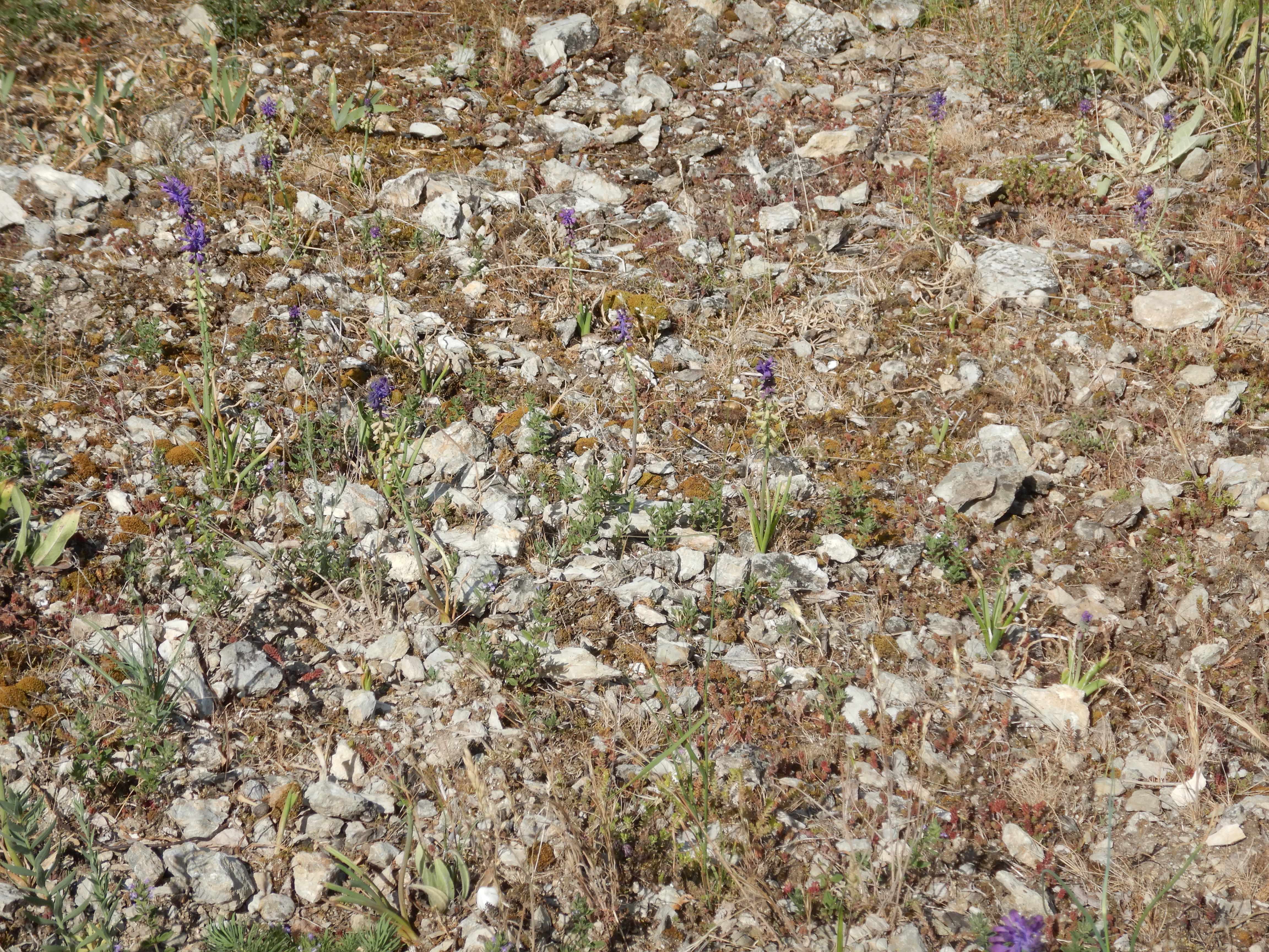 DSCN4871 sandbergexkursion 2025-05-30 muscari tenuiflorum.jpg