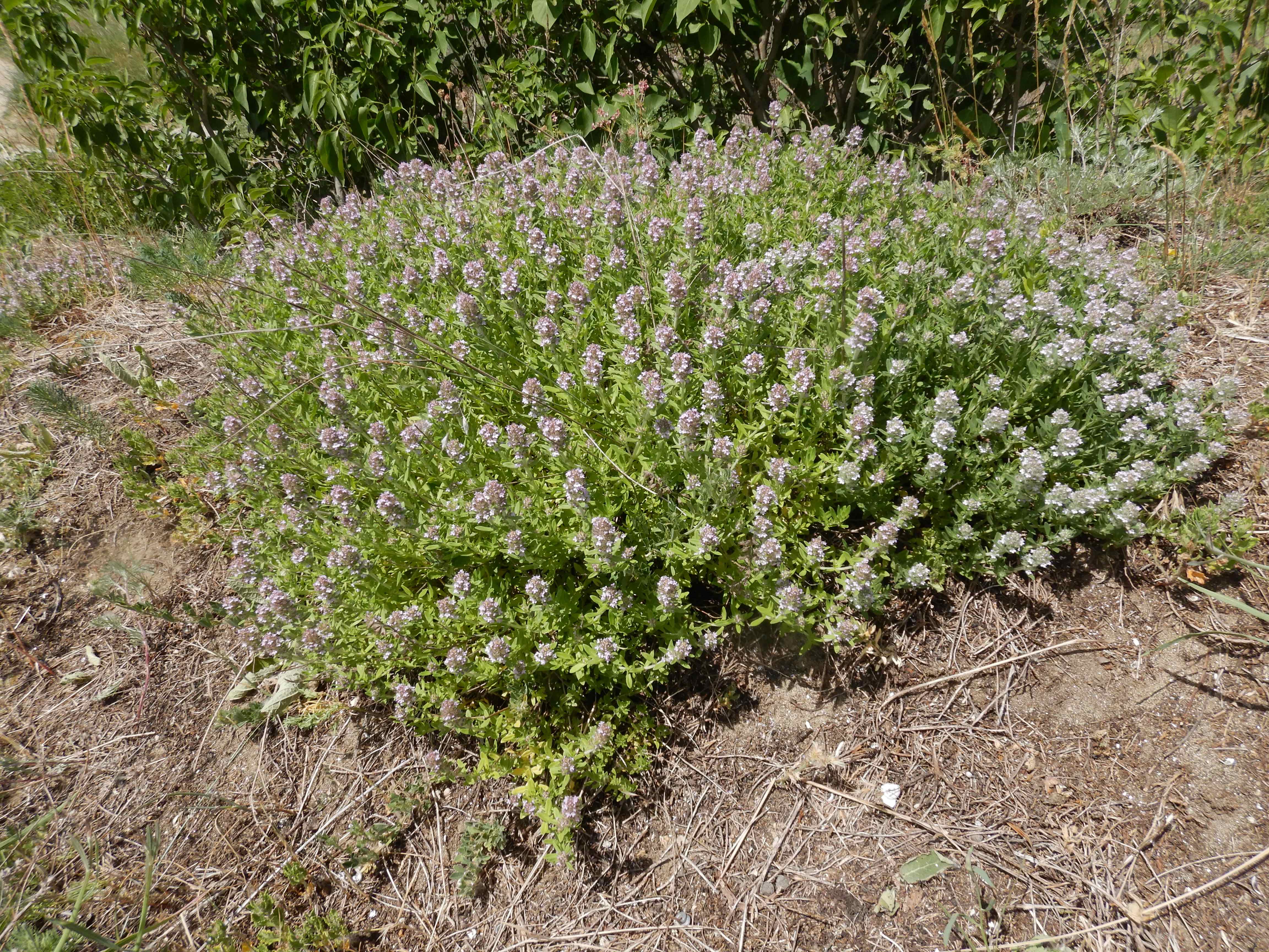 DSCN4916 sandbergexkursion 2025-05-30 thymus kosteleckyanus.jpg