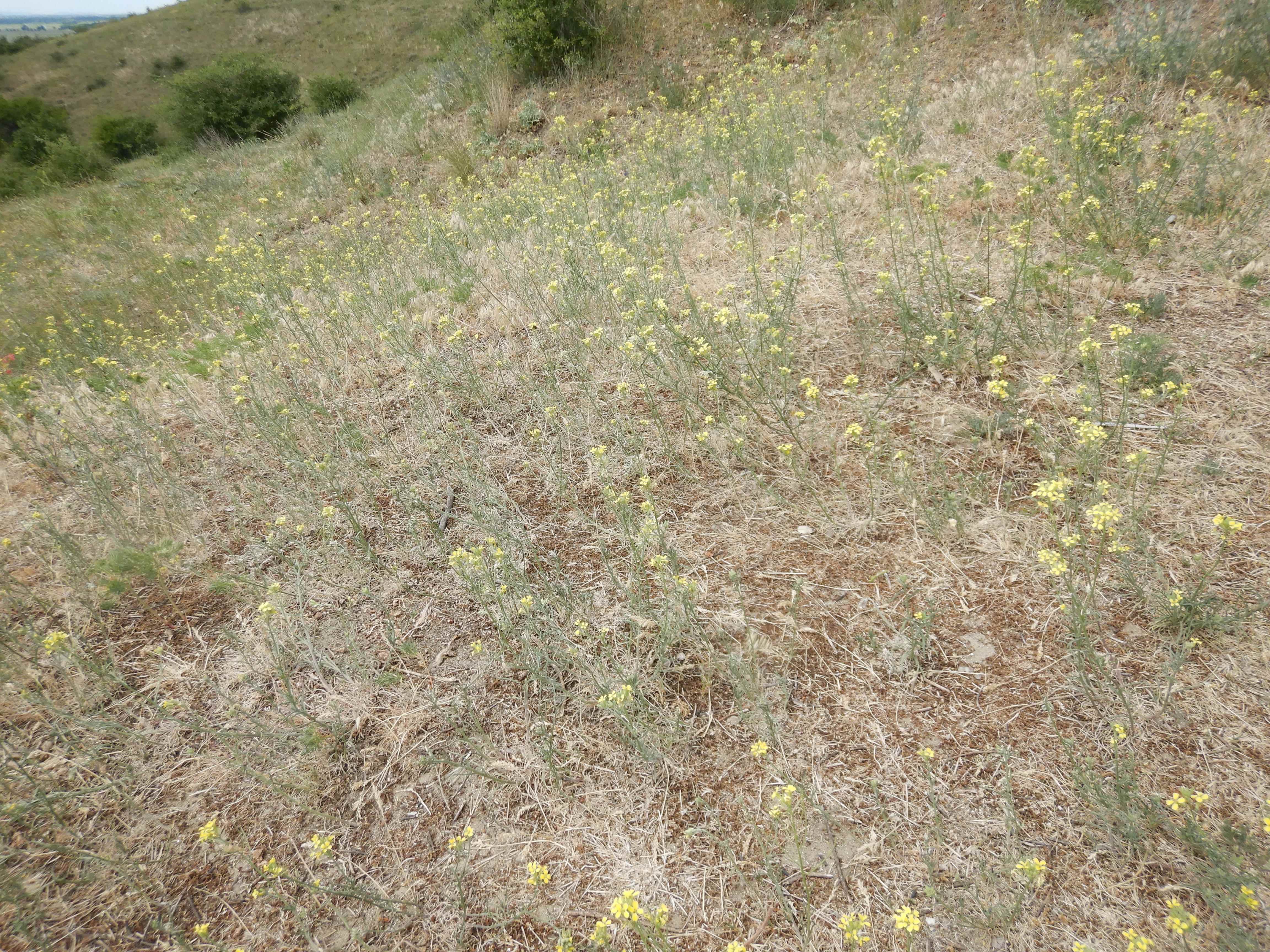 DSCN4918 sandbergexkursion 2025-05-30 erysimum diffusum.jpg