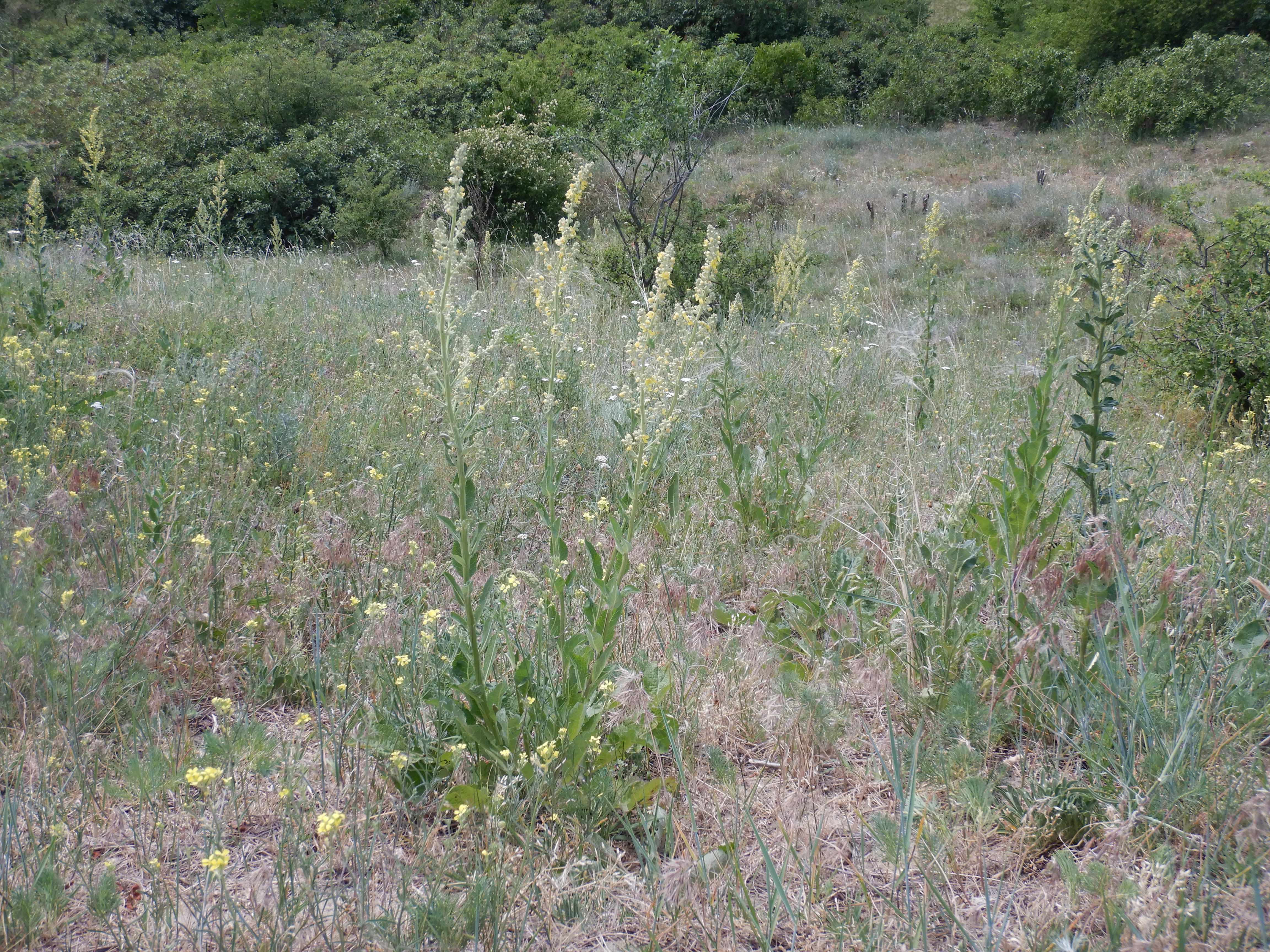 DSCN4930 sandbergexkursion 2025-05-30 verbascum lychnitis.jpg
