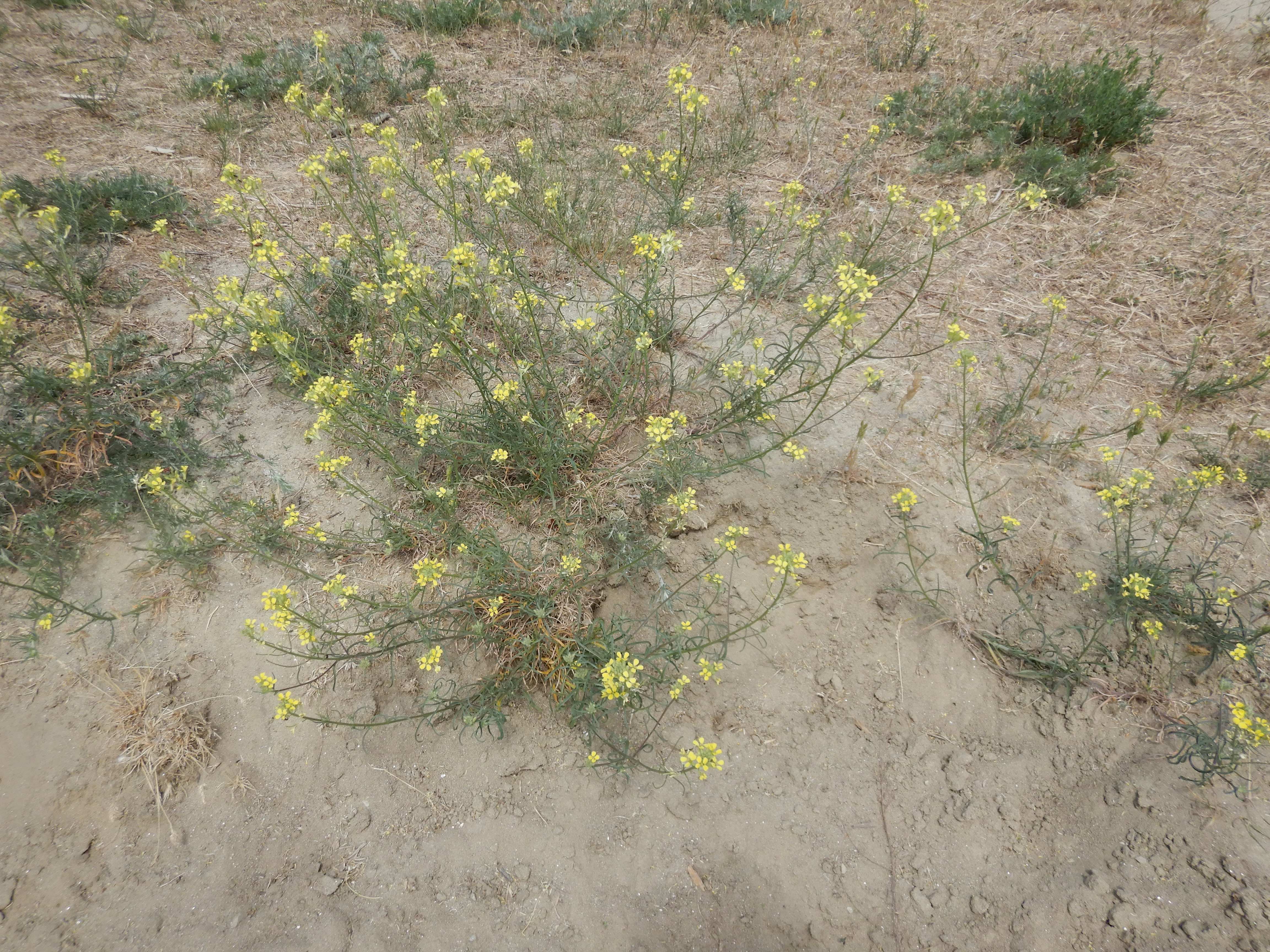 DSCN4931 sandbergexkursion 2025-05-30 erysimum diffusum.jpg