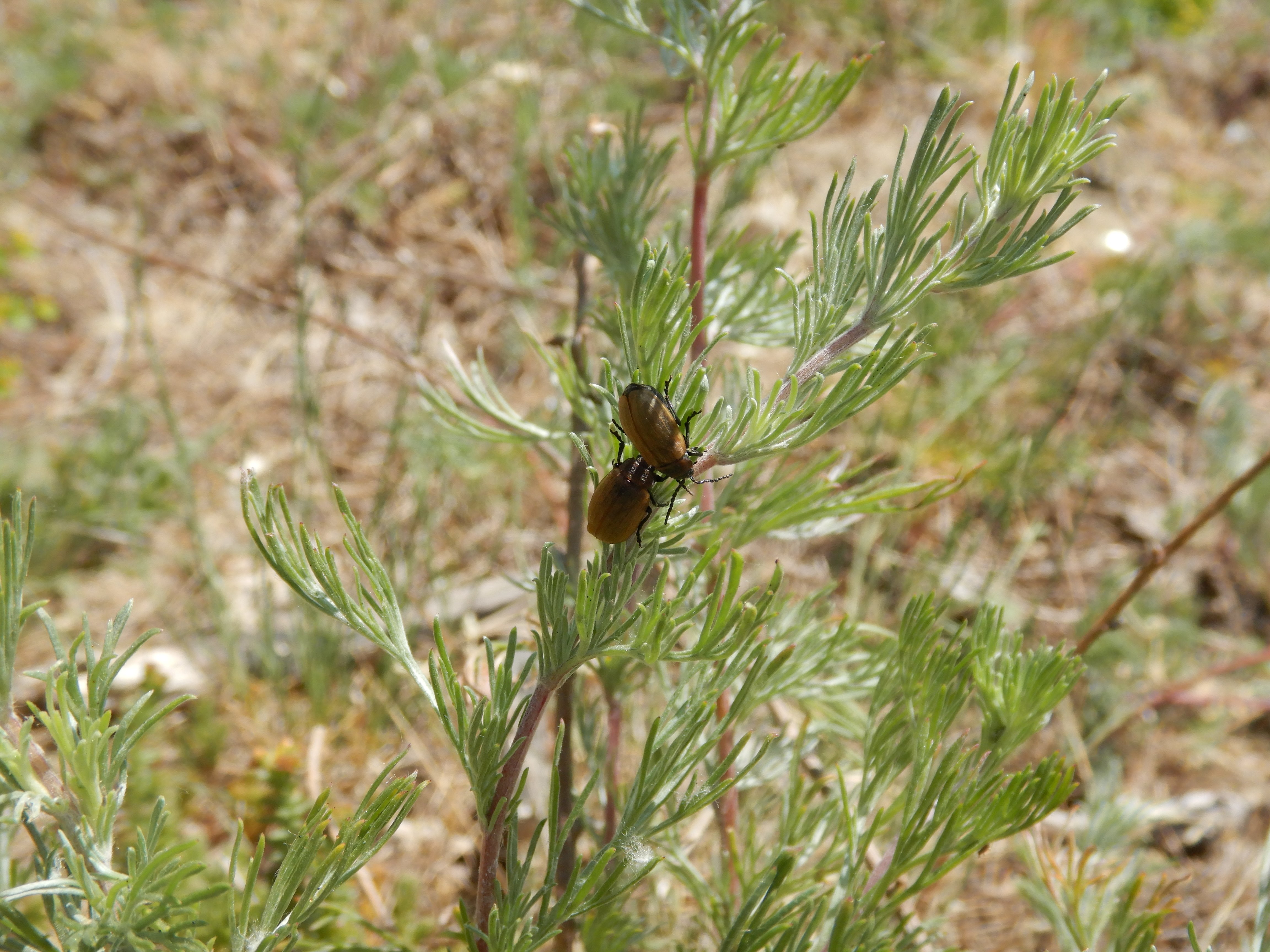DSCN4934 sandbergexkursion 2025-05-30 Käfer an Artemisia campestris.jpg