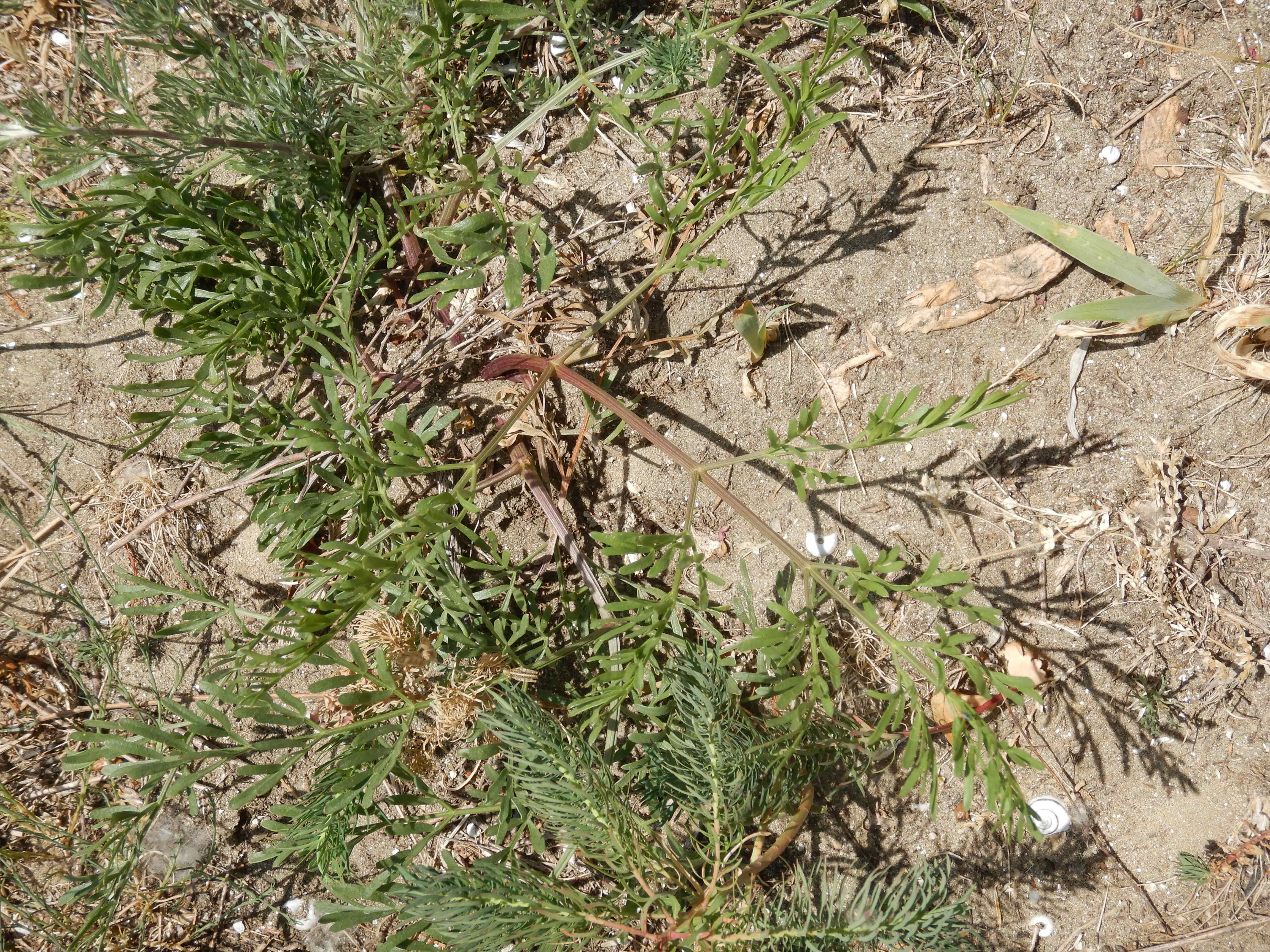 DSCN4952 sandbergexkursion 2025-05-30 peucedanum arenarium.jpg