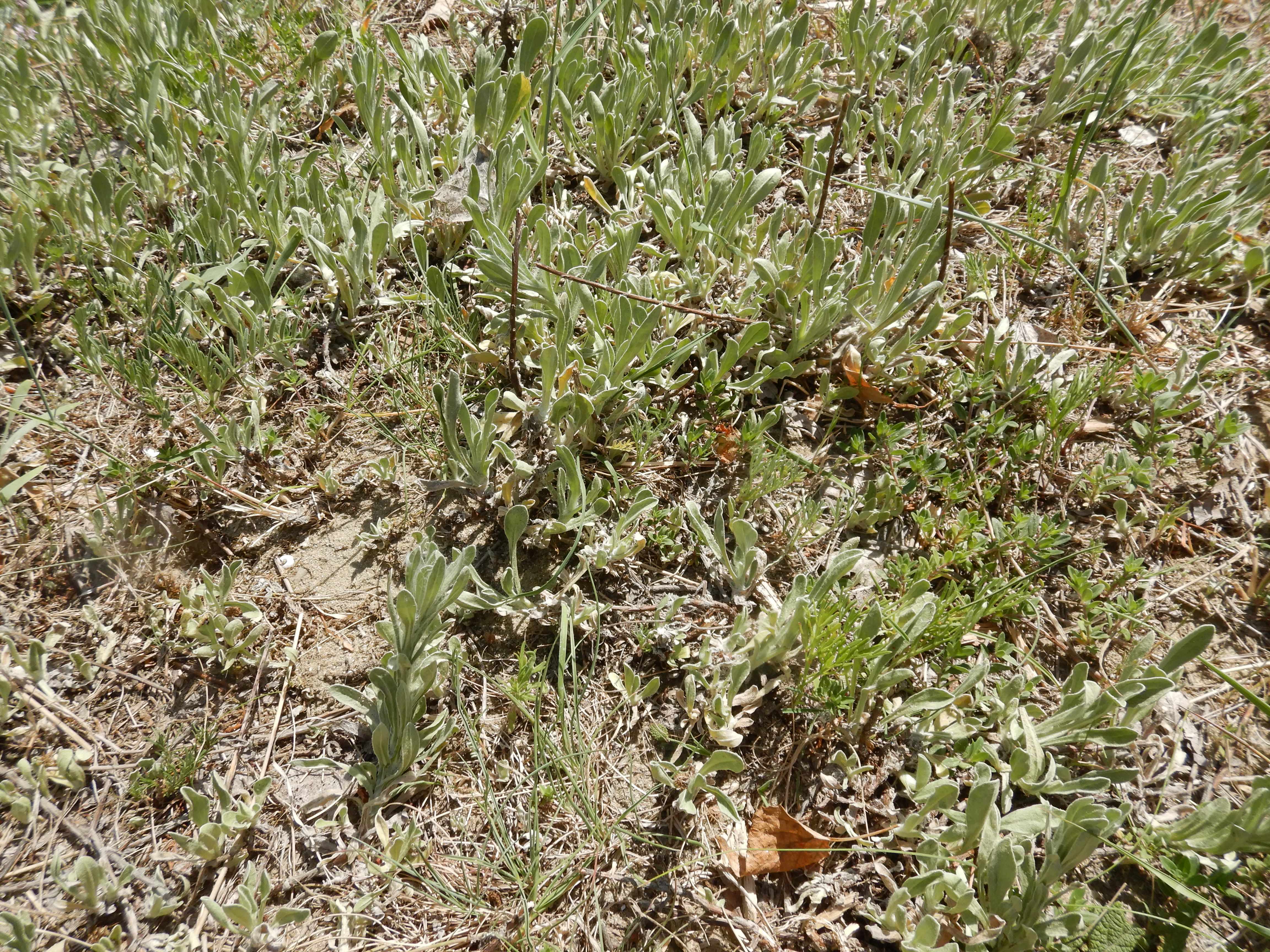 DSCN4953 sandbergexkursion 2025-05-30 helichrysum arenarium.jpg