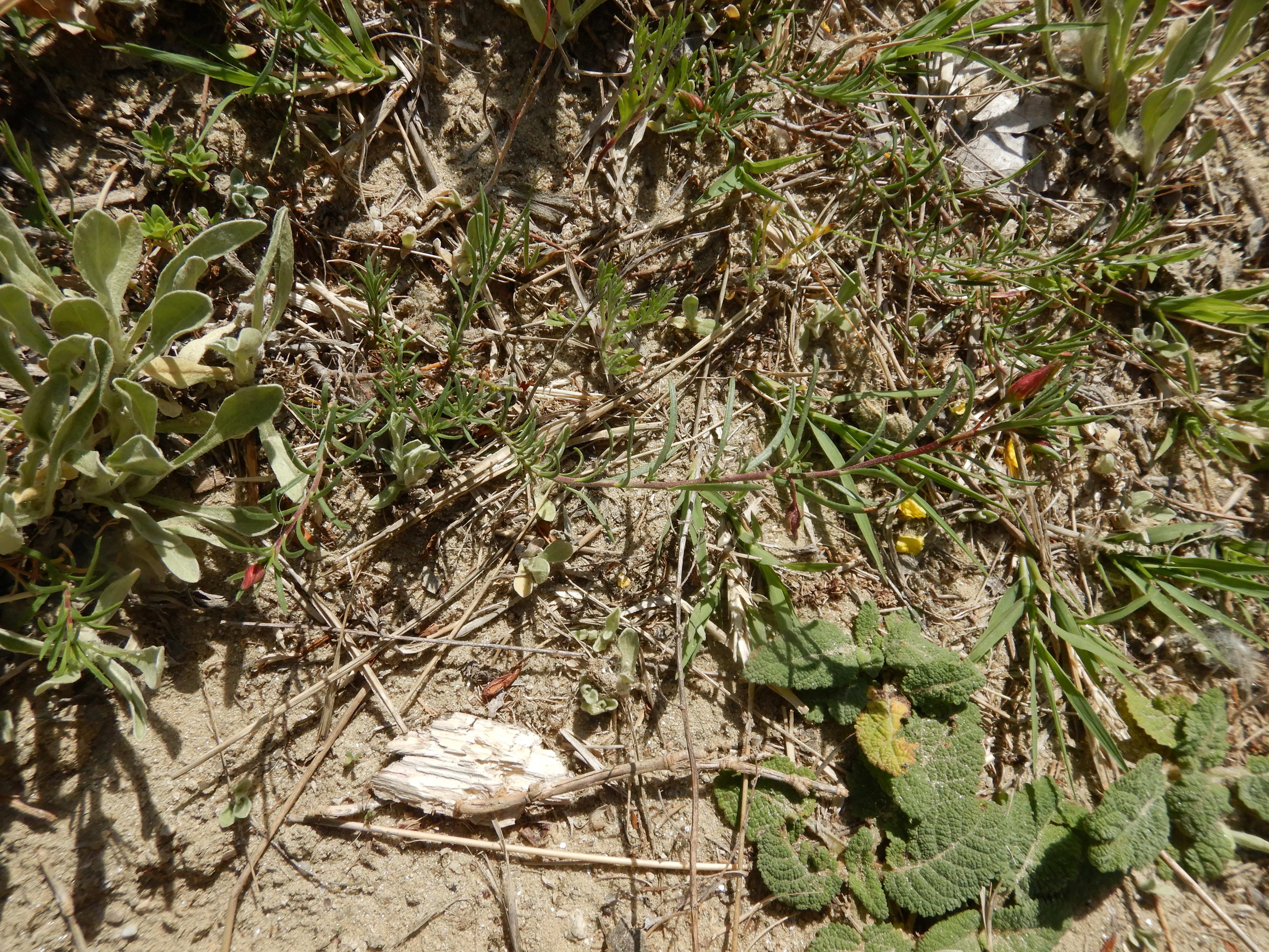 DSCN4955 sandbergexkursion 2025-05-30 fumana procumbens.jpg