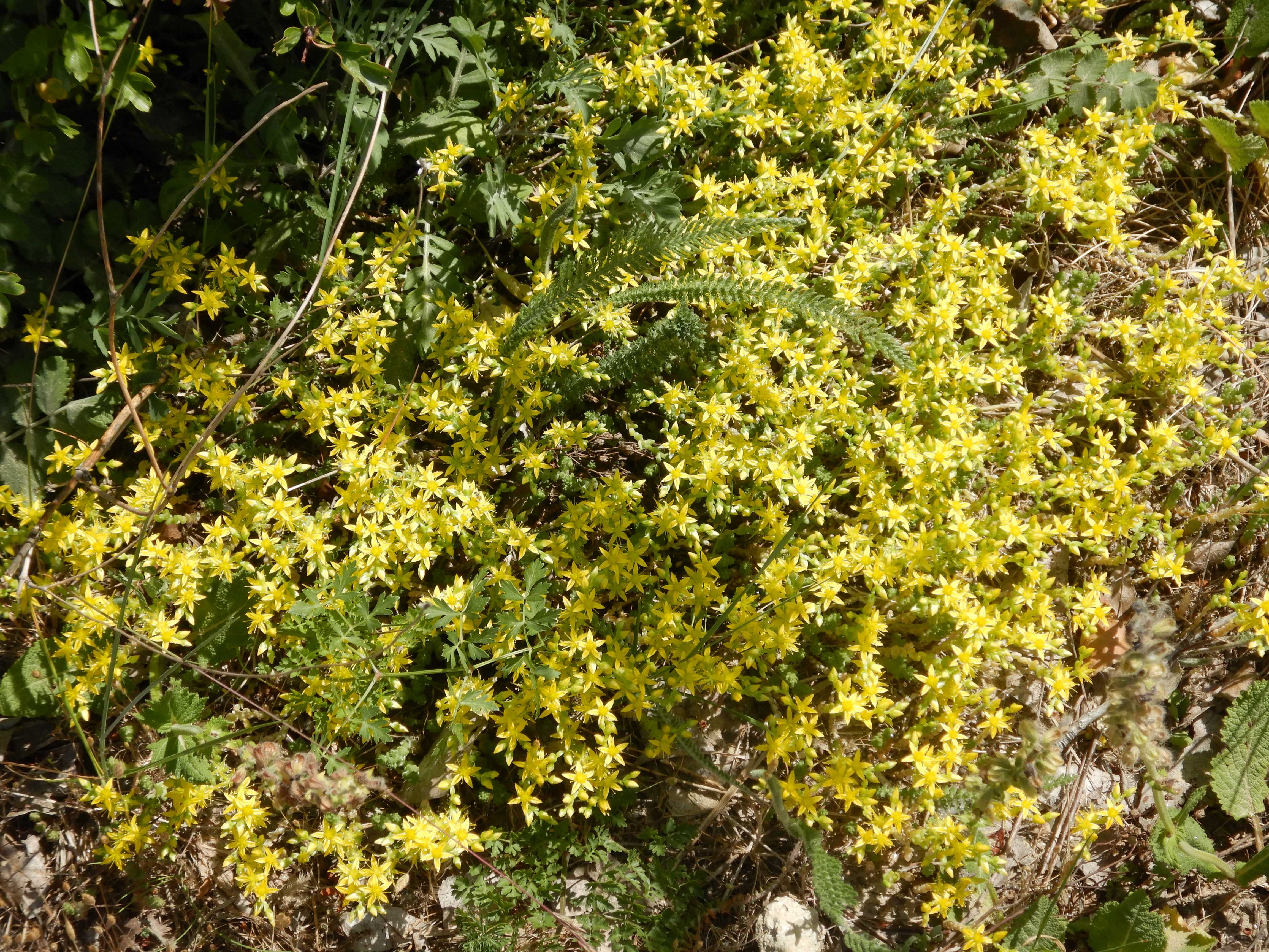 DSCN4959 sandbergexkursion 2025-05-30 sedum acre.jpg