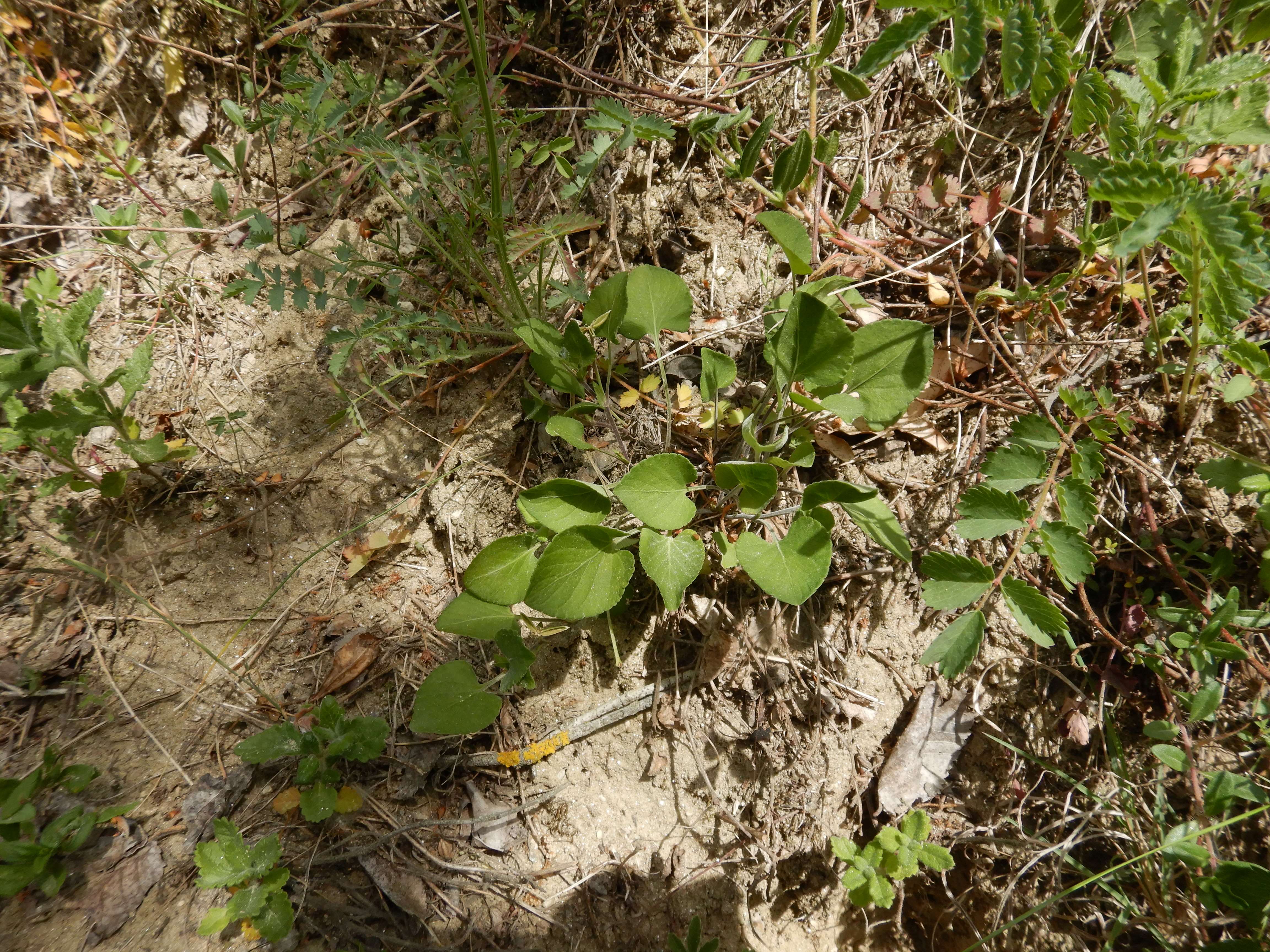 DSCN4965 sandbergexkursion 2025-05-30 viola rupestris.jpg