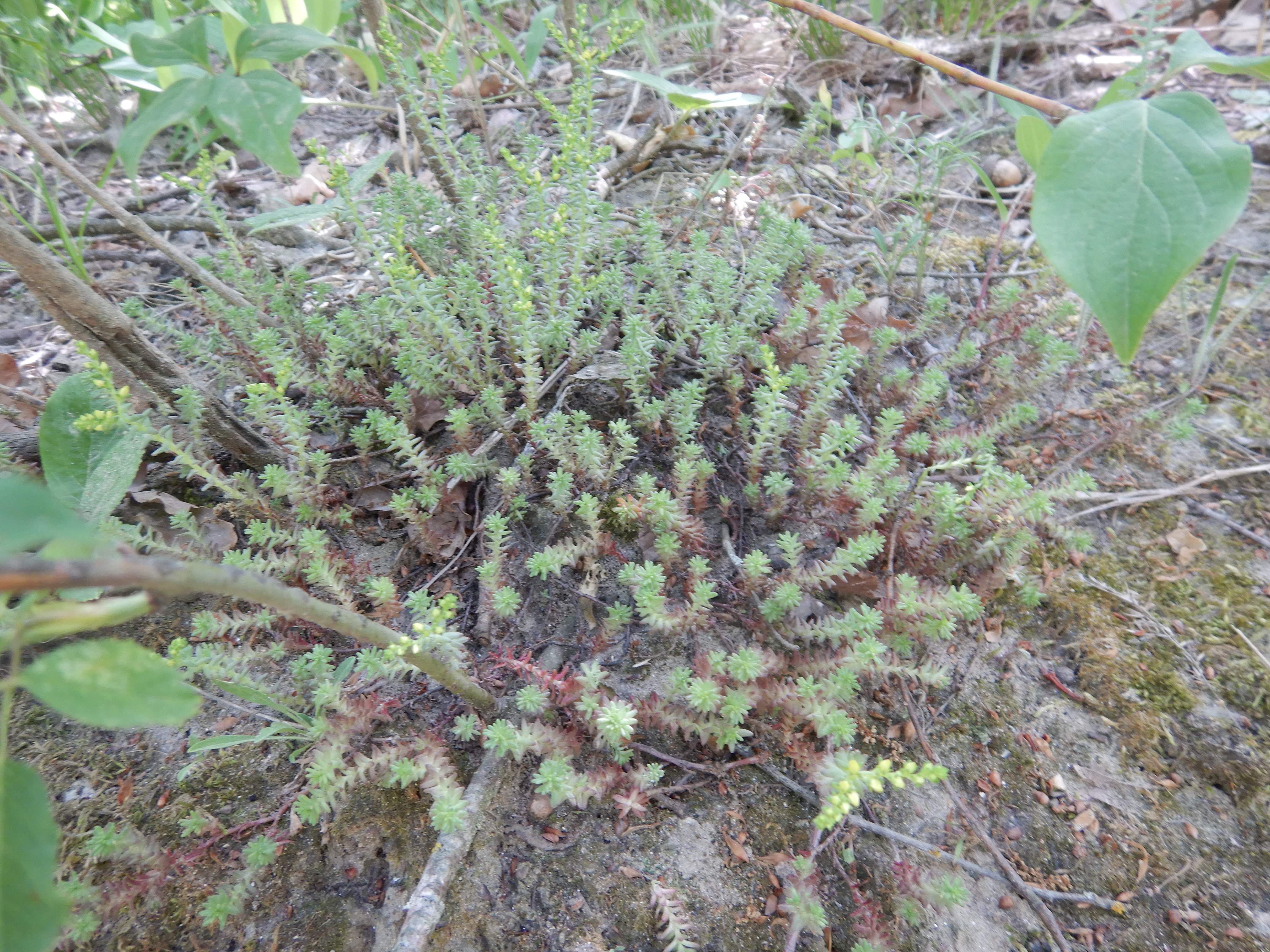 DSCN4972 sandbergexkursion 2025-05-30 sedum sexangulare (selten).jpg