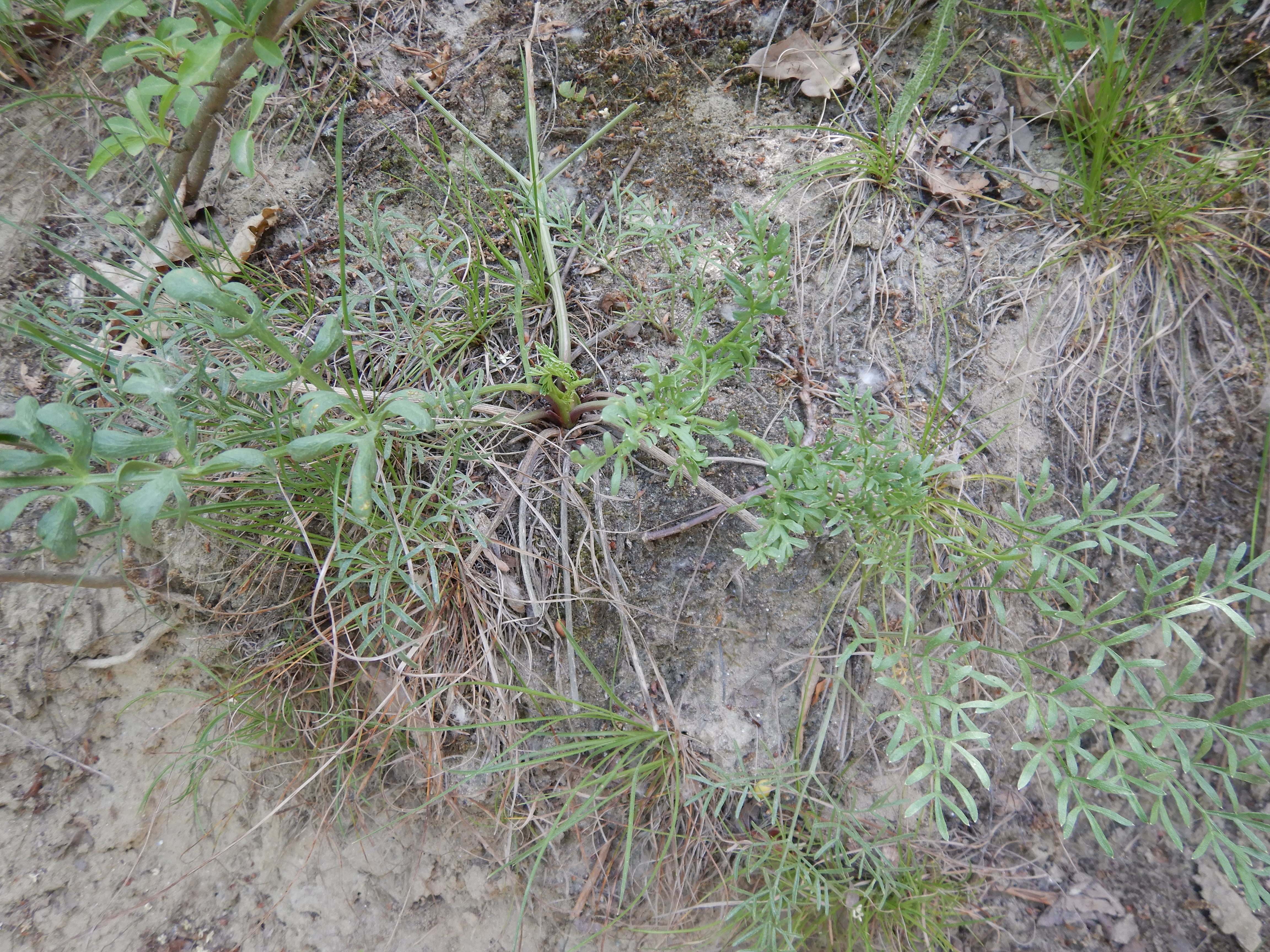 DSCN4974 sandbergexkursion 2025-05-30 peucedanum arenarium.jpg