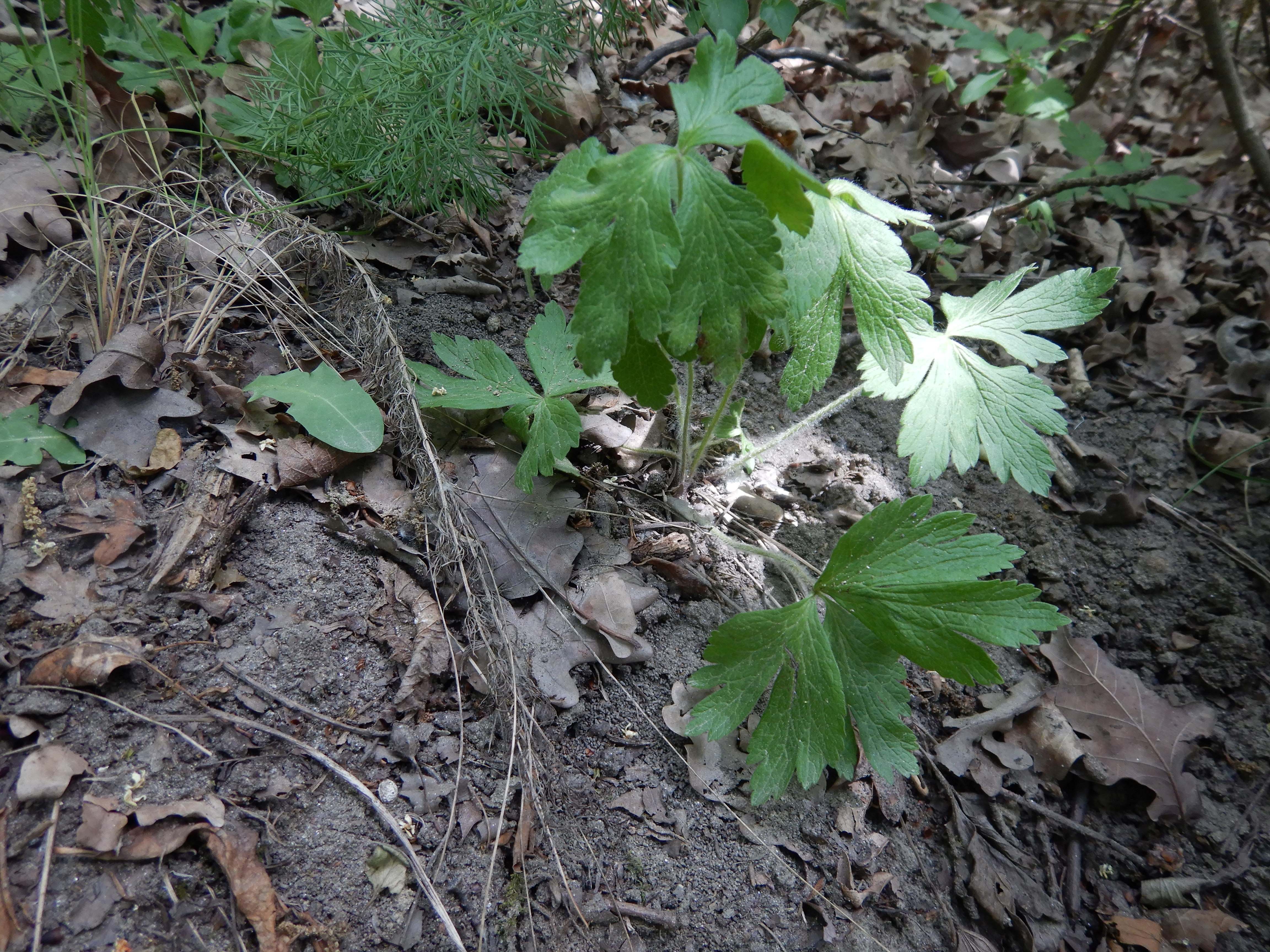 DSCN4983 sandbergexkursion 2025-05-30 cf. anemone sylvestris.jpg