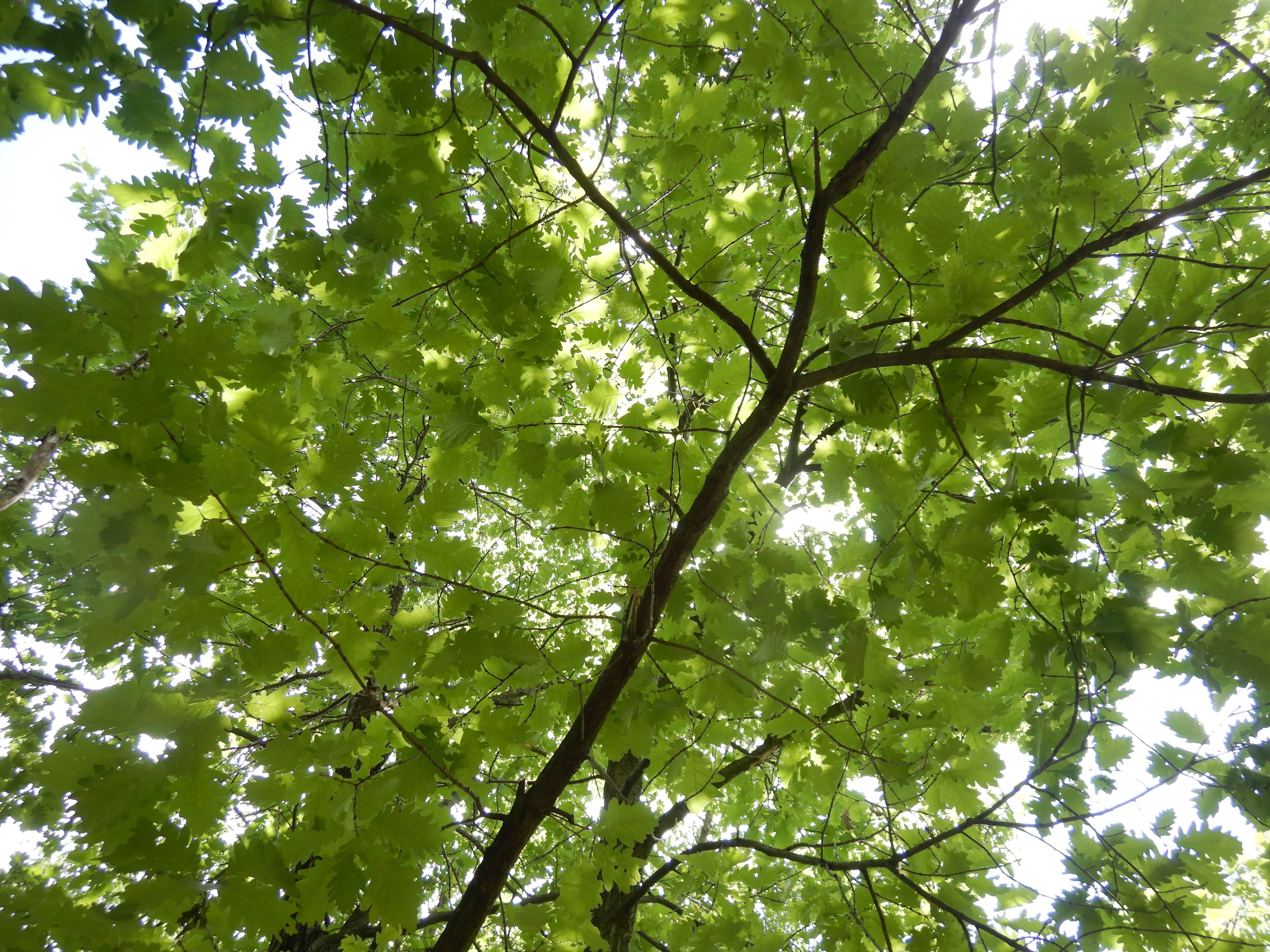 DSCN4991 sandbergexkursion 2025-05-30 quercus petraea.jpg