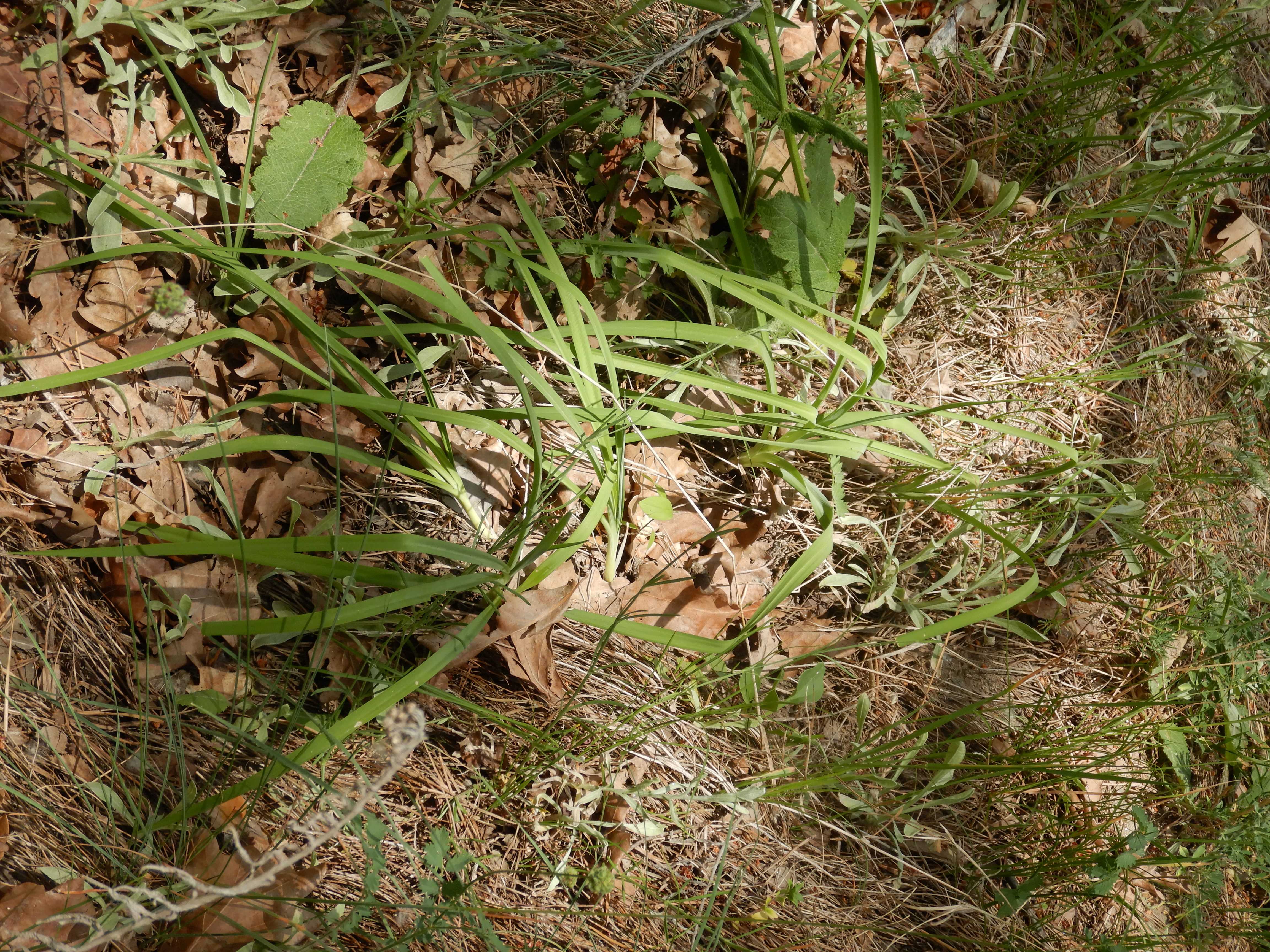 DSCN4994 sandbergexkursion 2025-05-30 anthericum ramosum.jpg