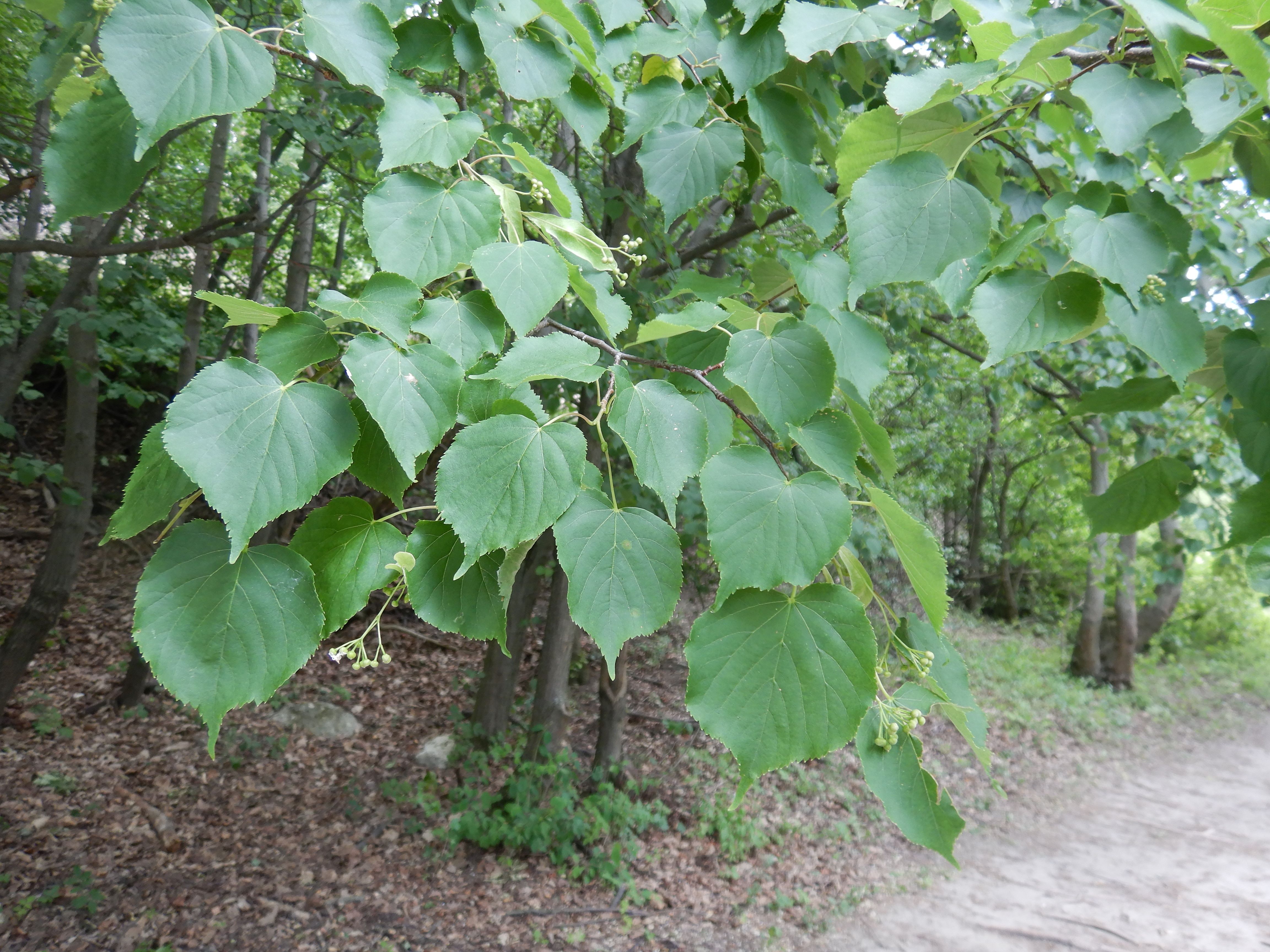 DSCN5008 sandbergexkursion 2025-05-30 tilia cordata.jpg