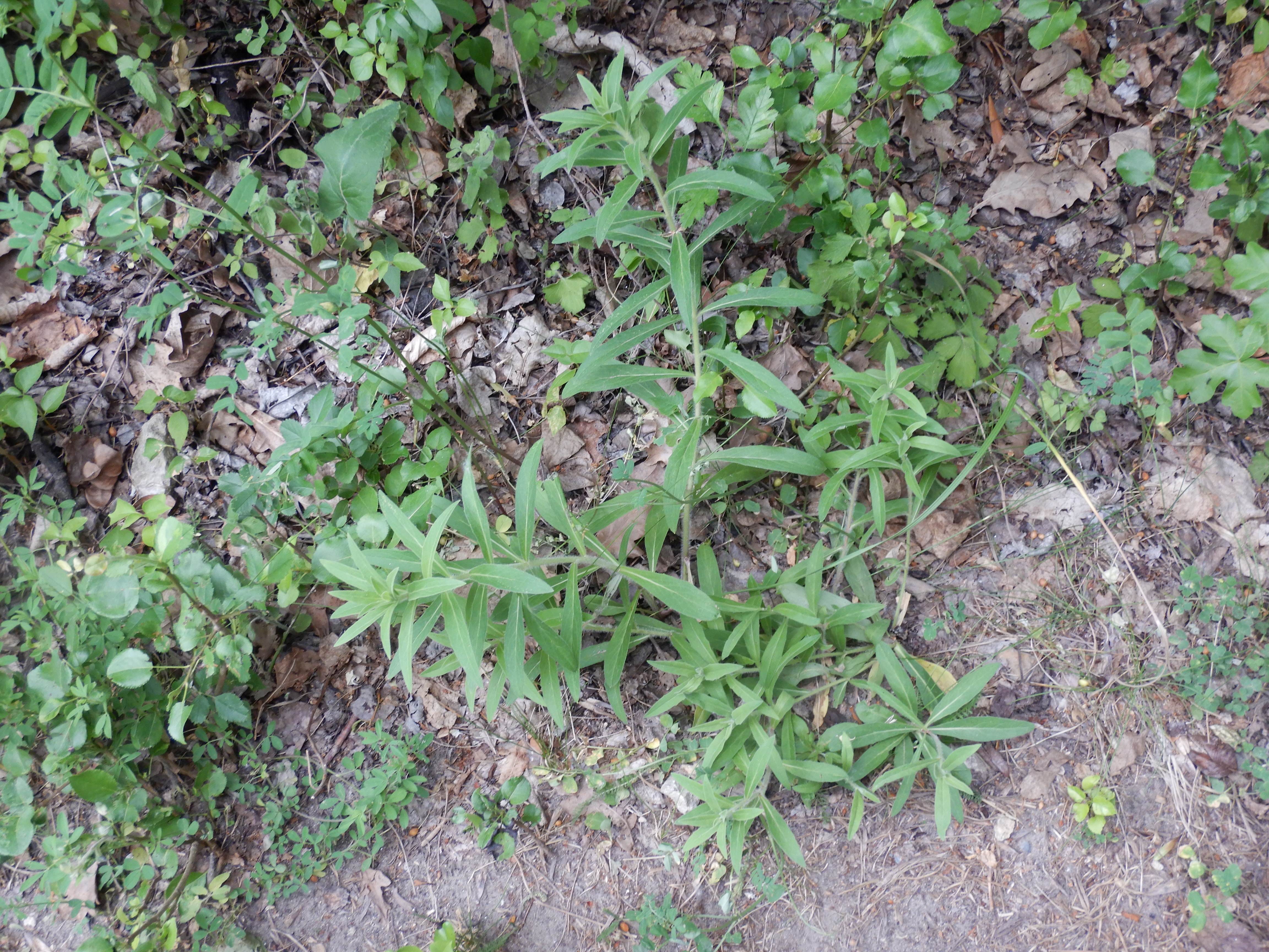 DSCN5027 sandbergexkursion 2025-05-30 hieracium umbellatum s.l..jpg