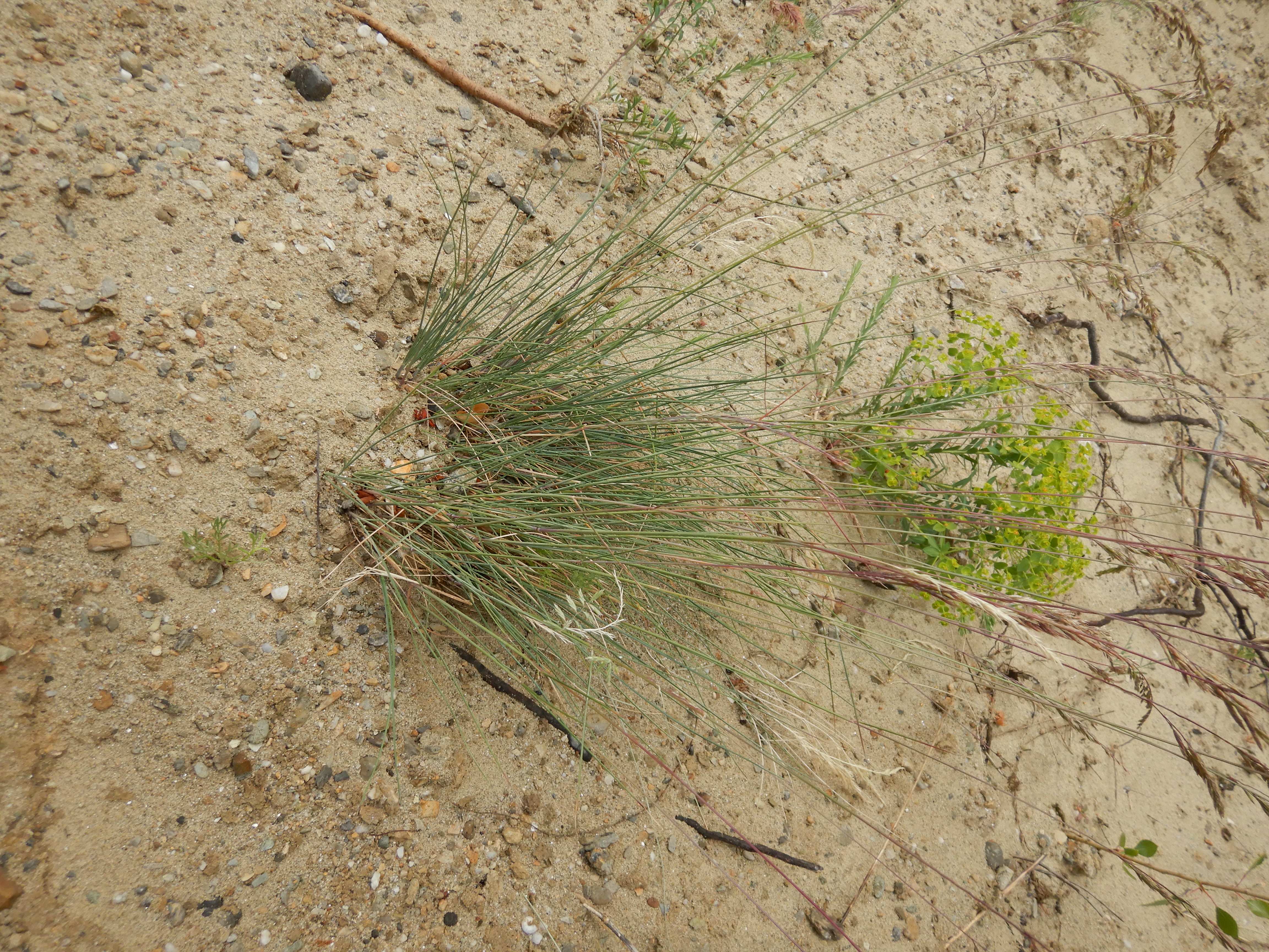 DSCN5059 sandbergexkursion 2025-05-30 festuca cf. vaginata, euphorbia seguieriana.jpg