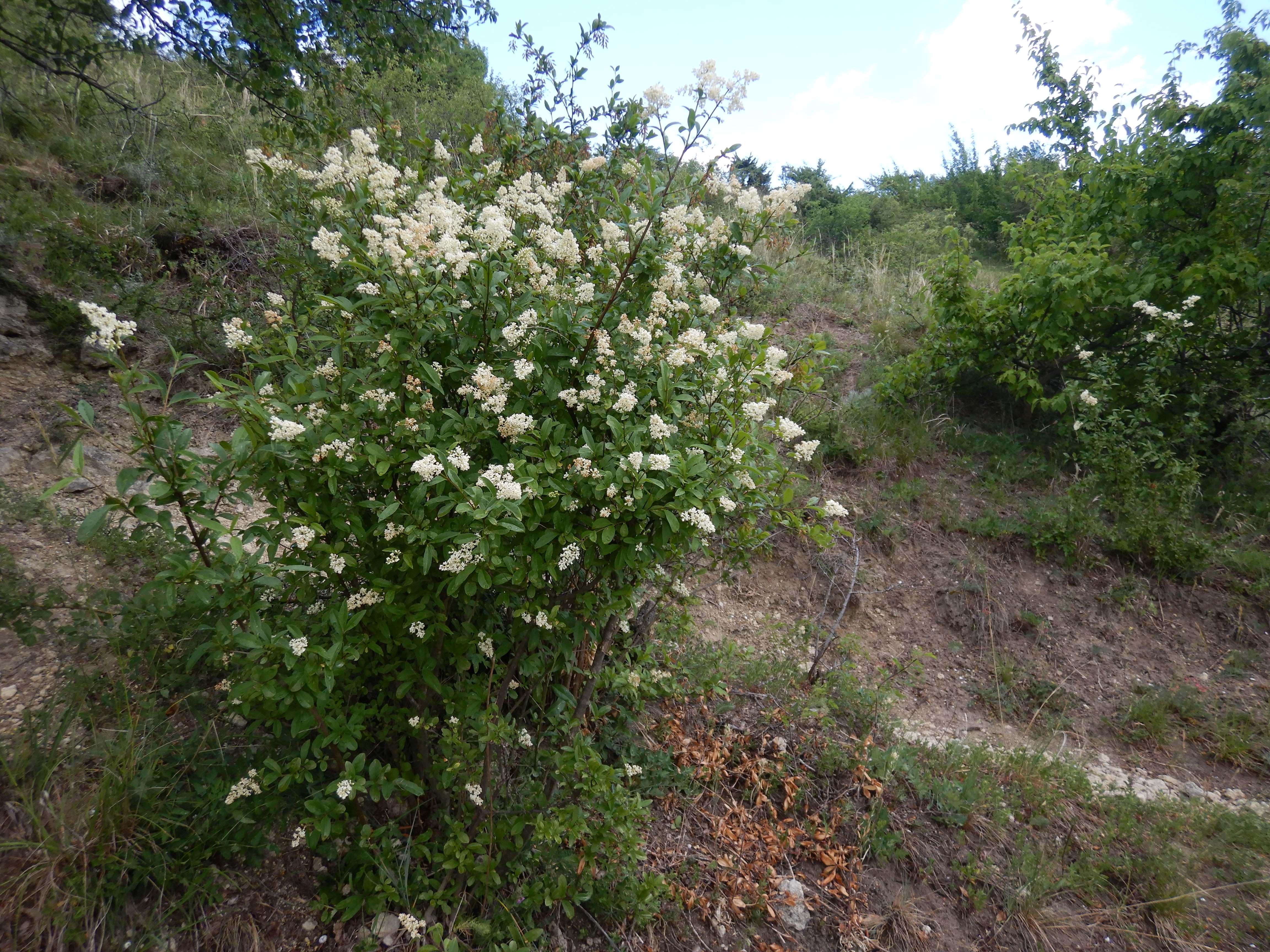 DSCN5082 sandbergexkursion 2025-05-30 ligustrum vulgare.jpg