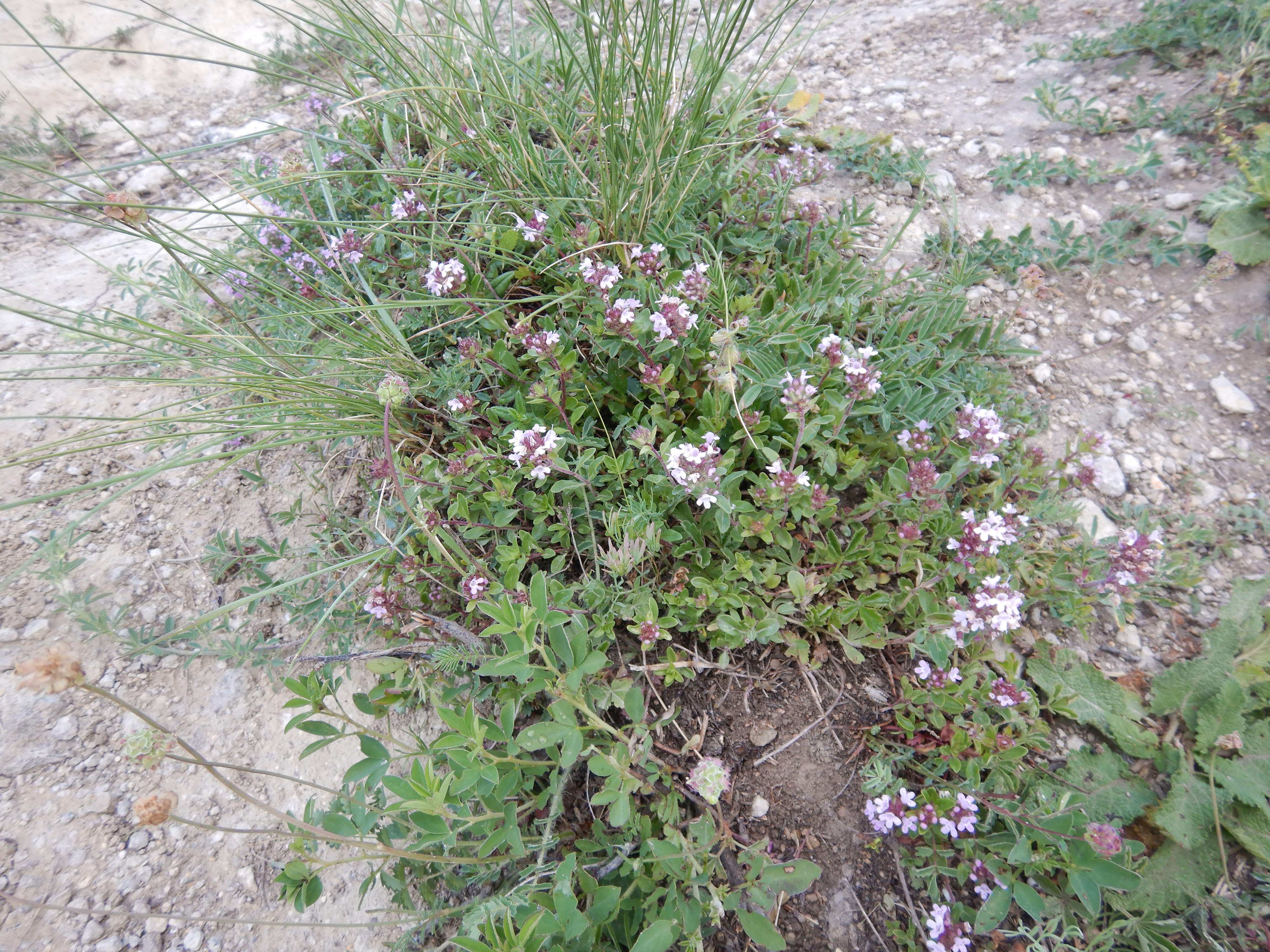 DSCN5125 sandbergexkursion 2025-05-30 thymus praecox etc.jpg