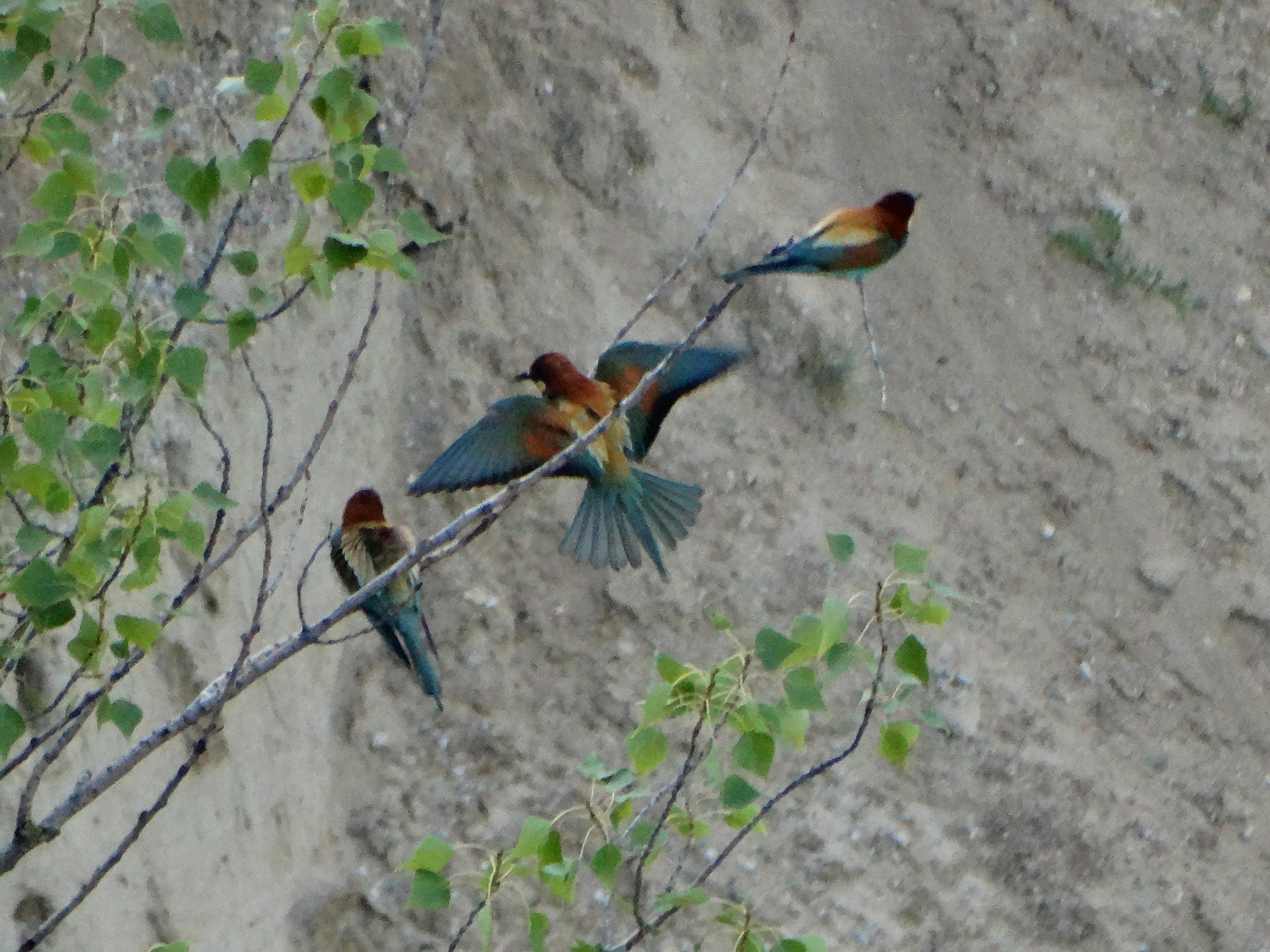 DSC03179 sandbergexkursion 2025-05-30 merops apiaster.jpg