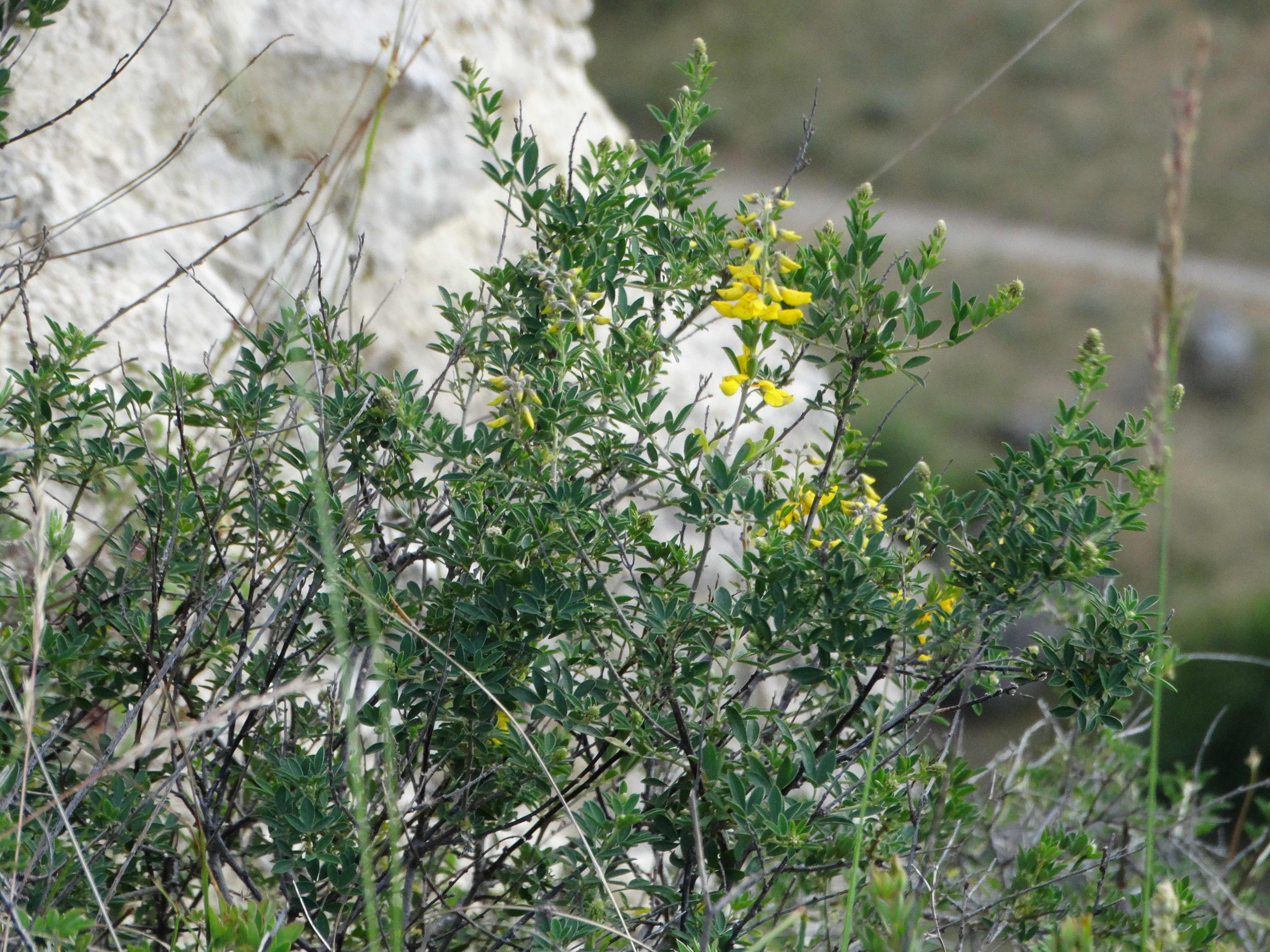 DSC03208 sandbergexkursion 2025-05-30 cytisus nigricans.jpg