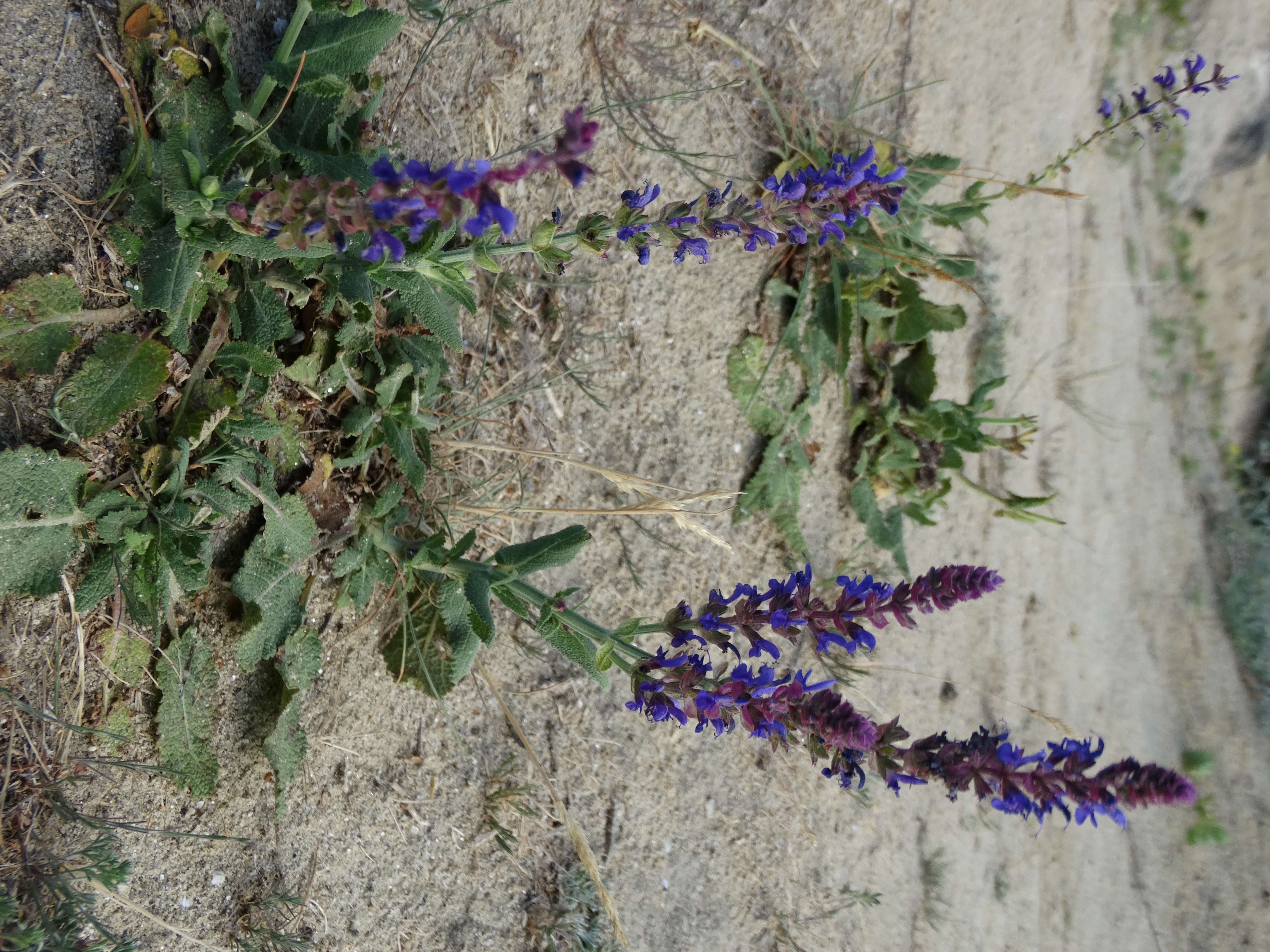 DSC03218 sandbergexkursion 2025-05-30 salvia nemorosa, s. pratensis.jpg