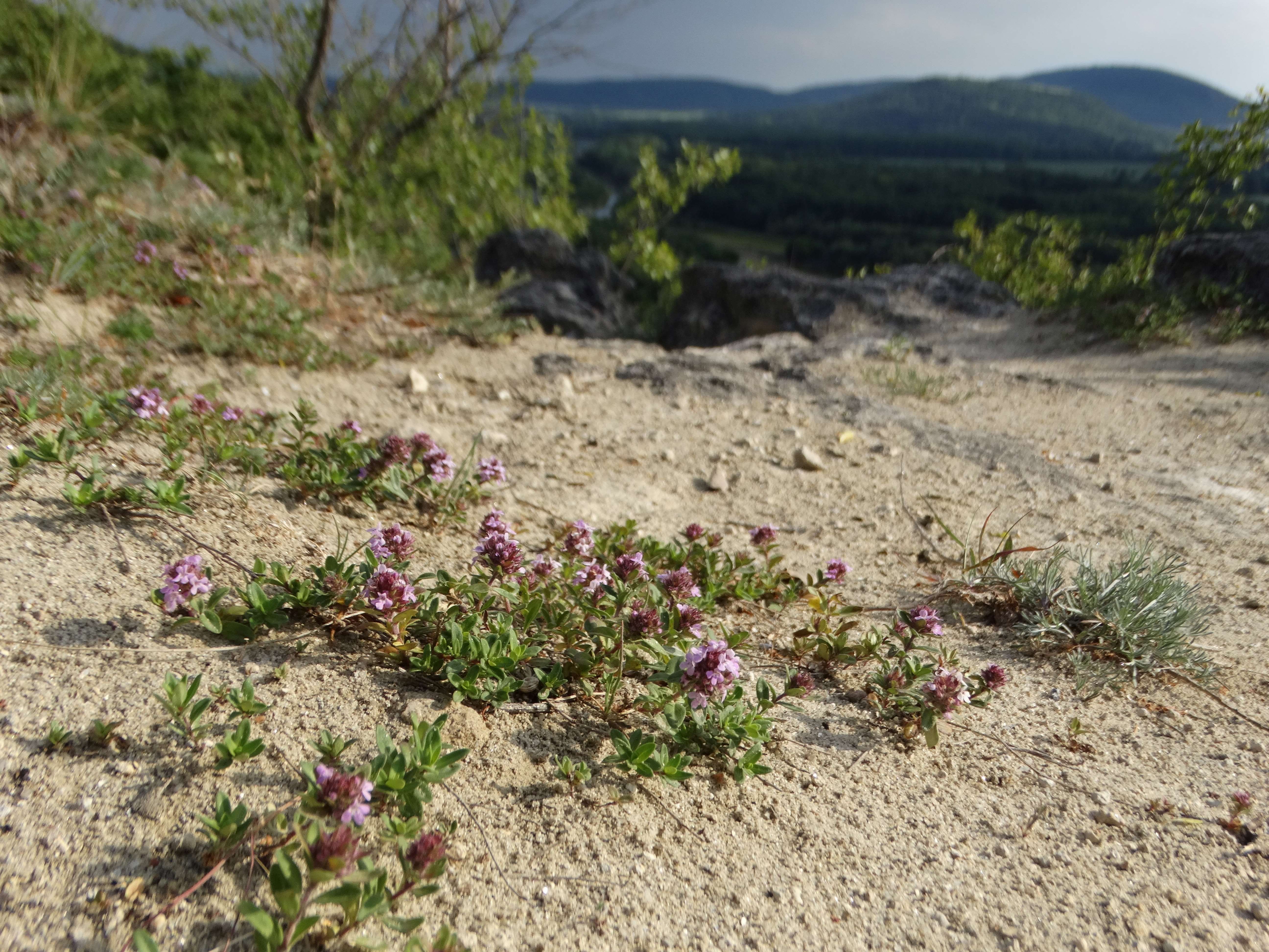 DSC03225 sandbergexkursion 2025-05-30 thymus praecox.jpg