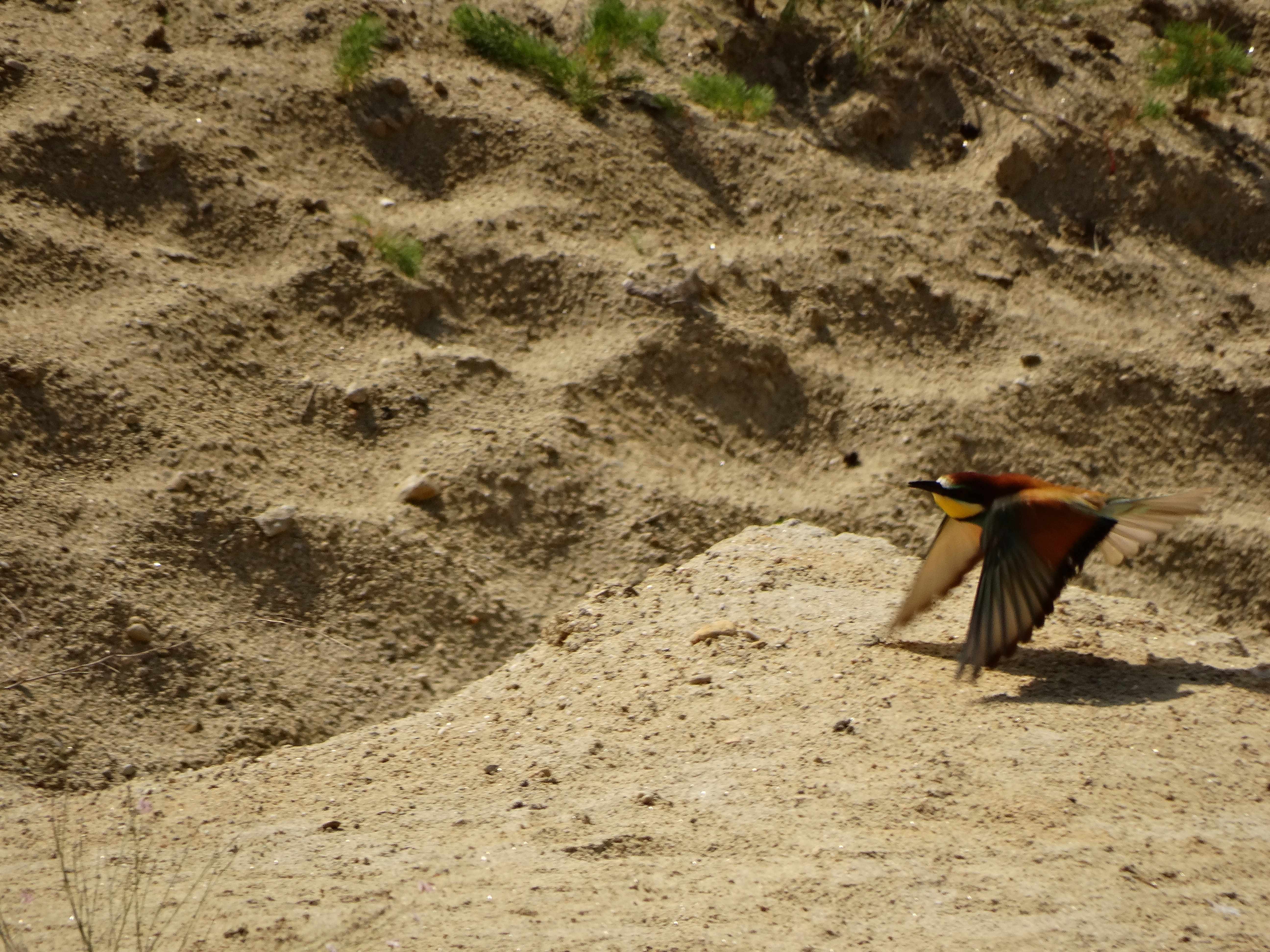 DSC03287 sandbergexkursion 2025-05-30 merops apiaster.jpg