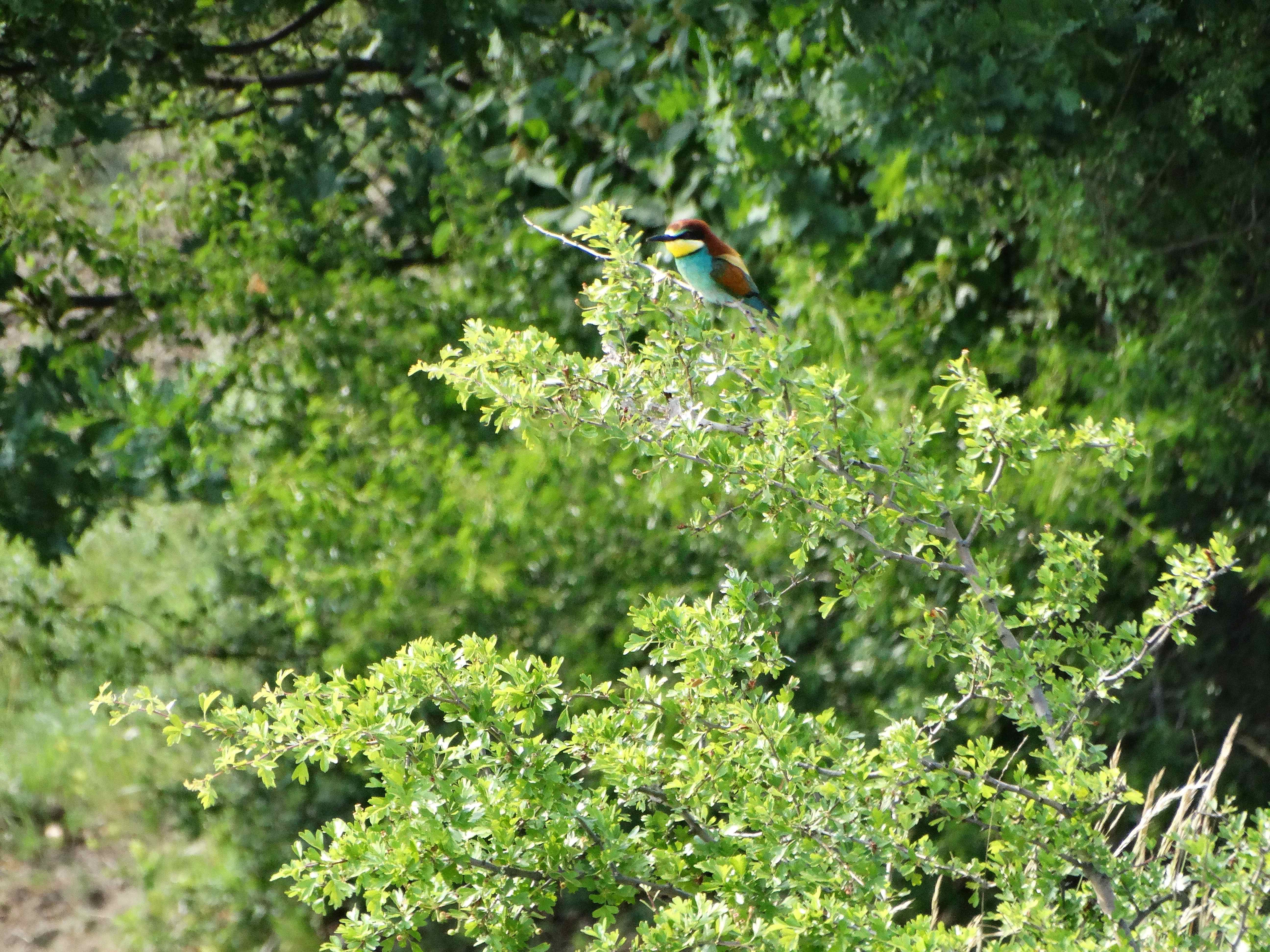 DSC03288 sandbergexkursion 2025-05-30 merops apiaster.jpg