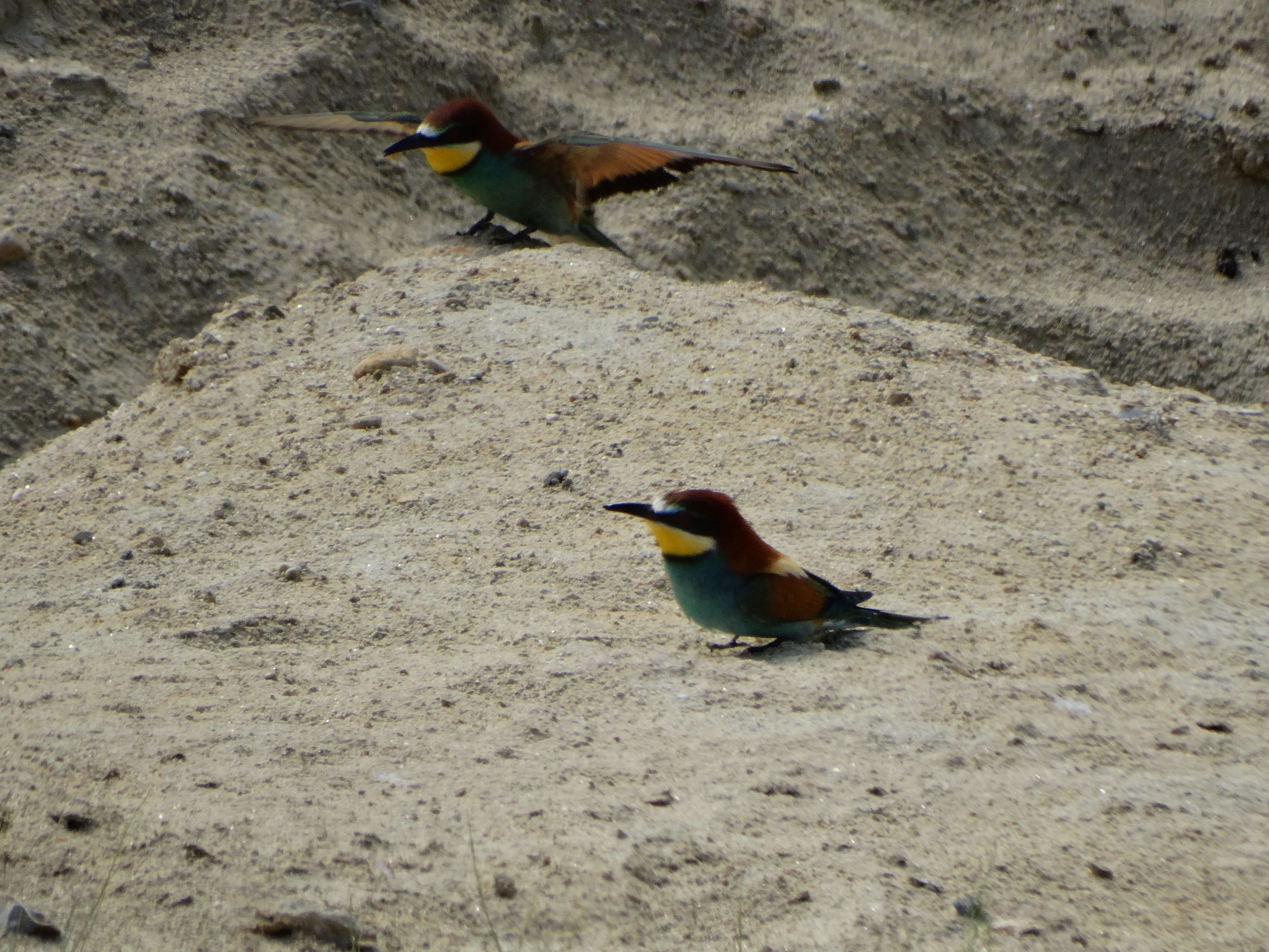 DSC03306 sandbergexkursion 2025-05-30 merops apiaster.jpg