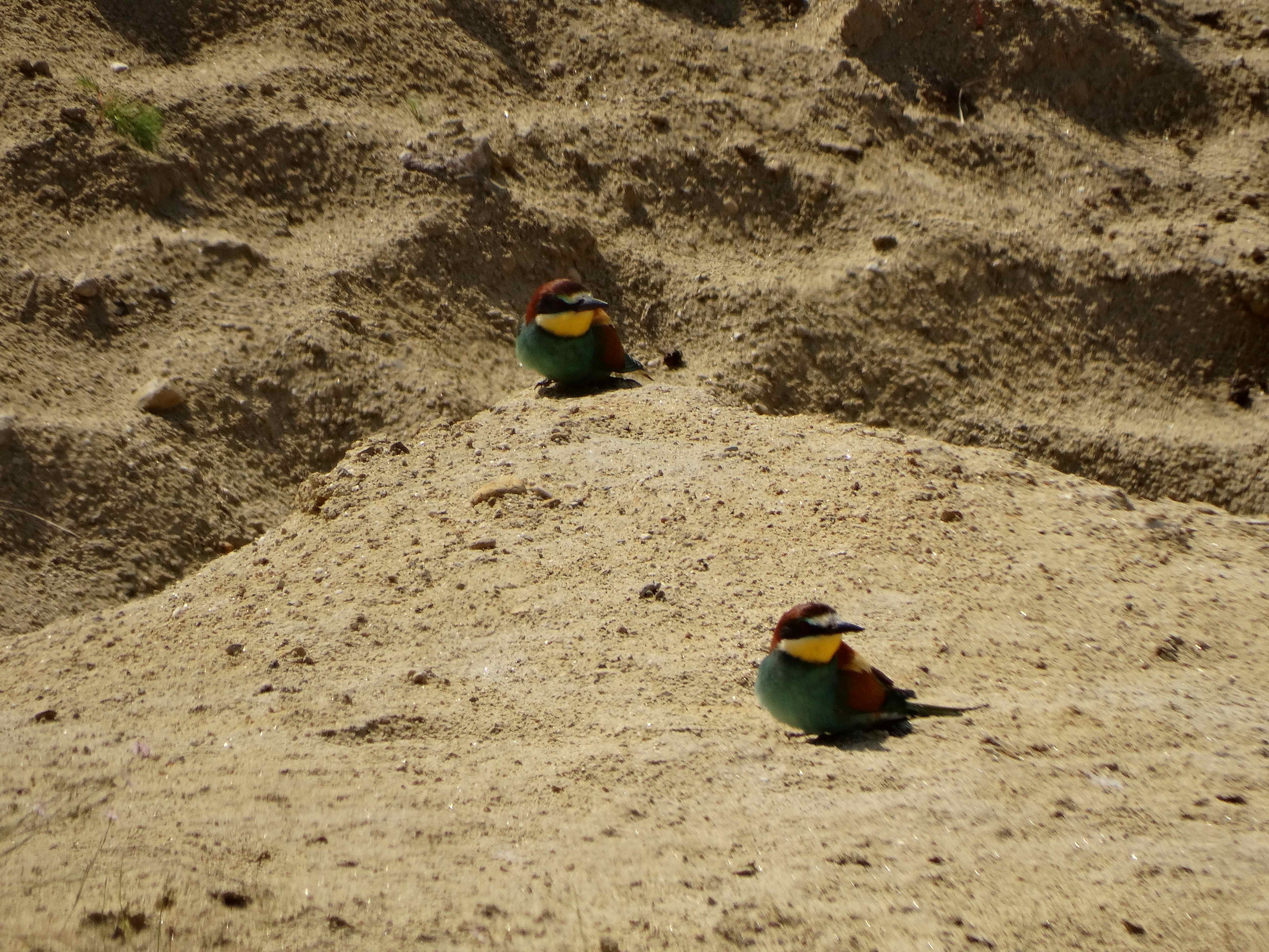 DSC03308 sandbergexkursion 2025-05-30 merops apiaster.jpg