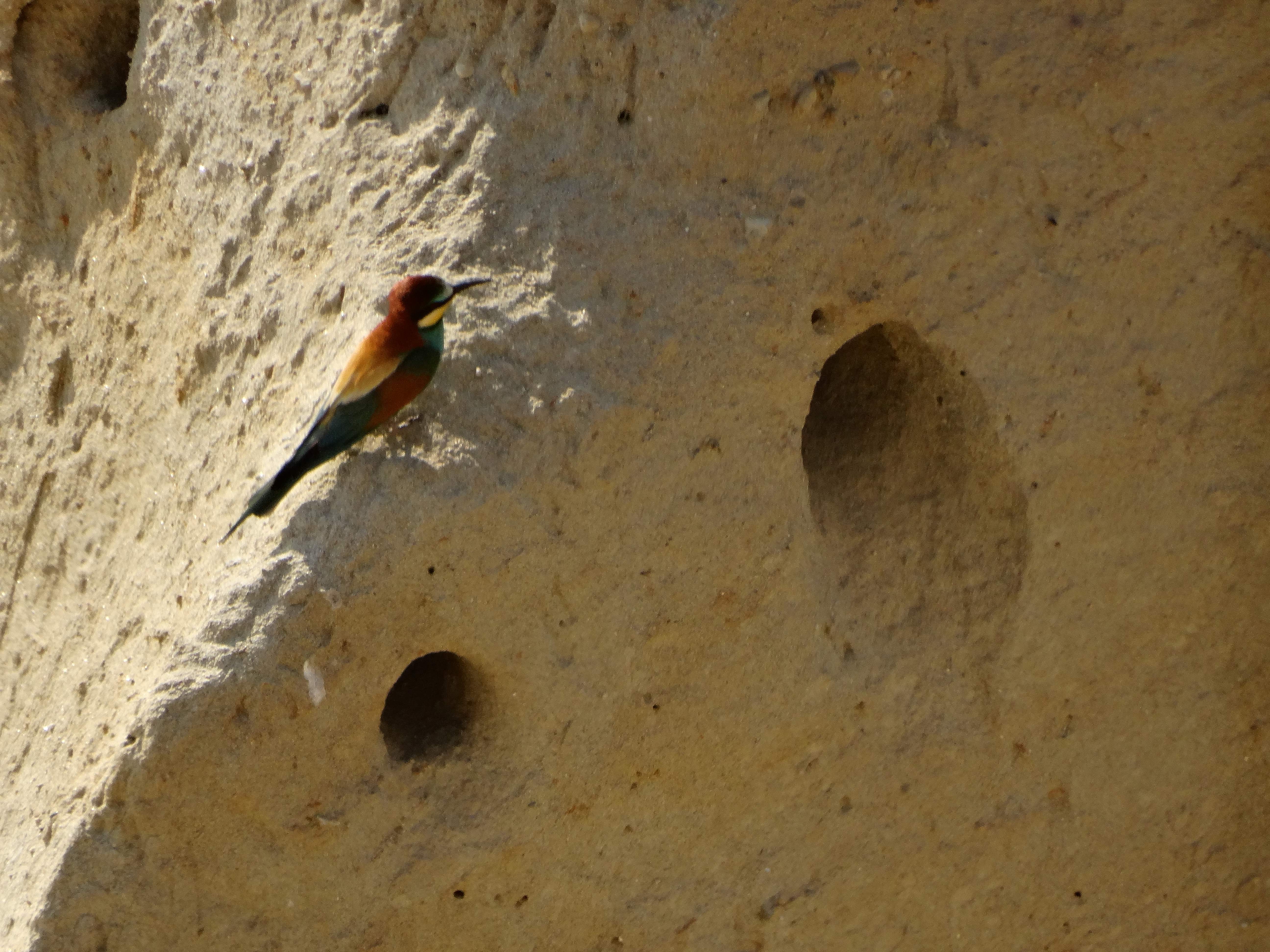 DSC03317 sandbergexkursion 2025-05-30 merops apiaster.jpg