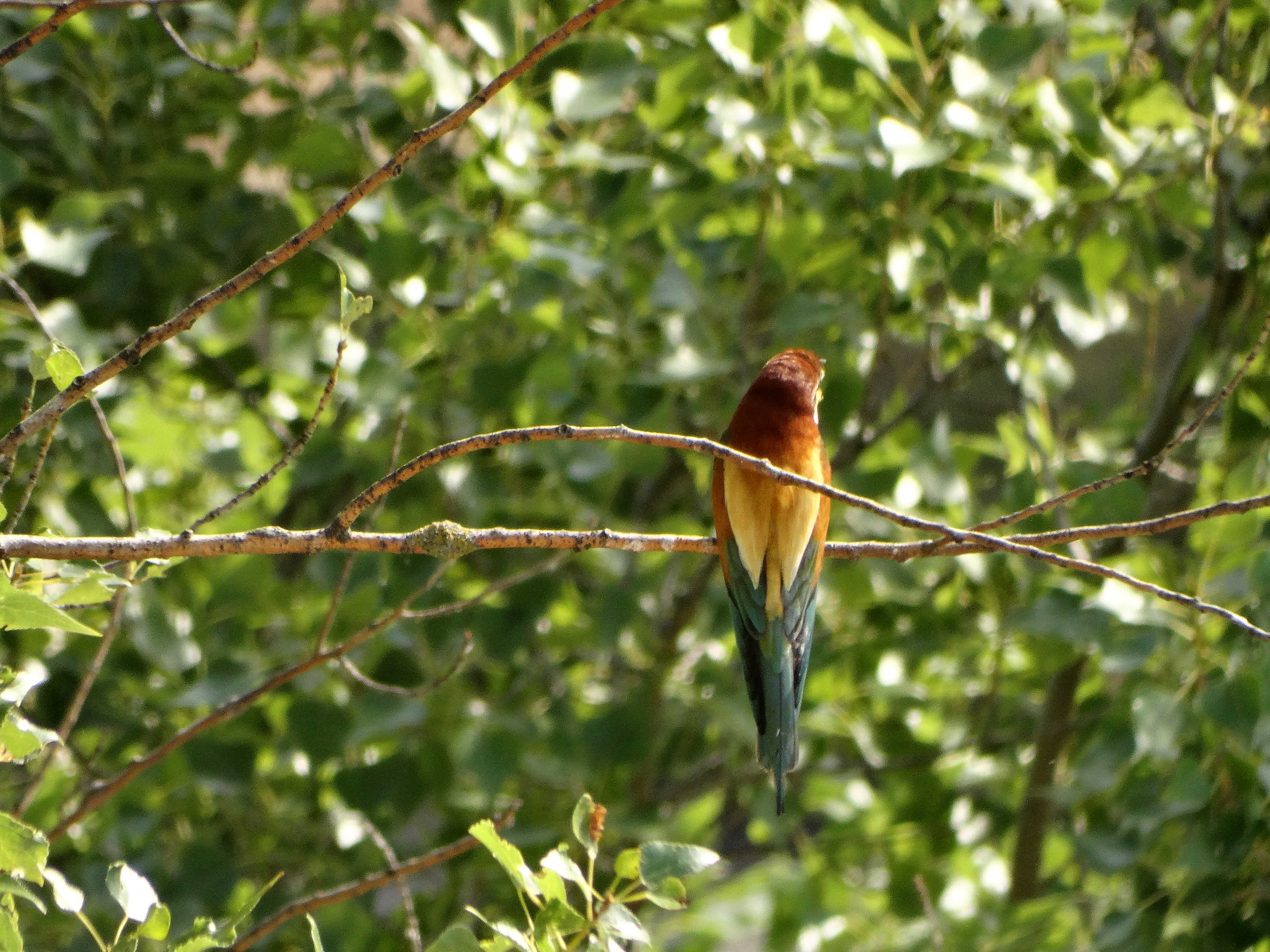 DSC03333 sandbergexkursion 2025-05-30 merops apiaster.jpg