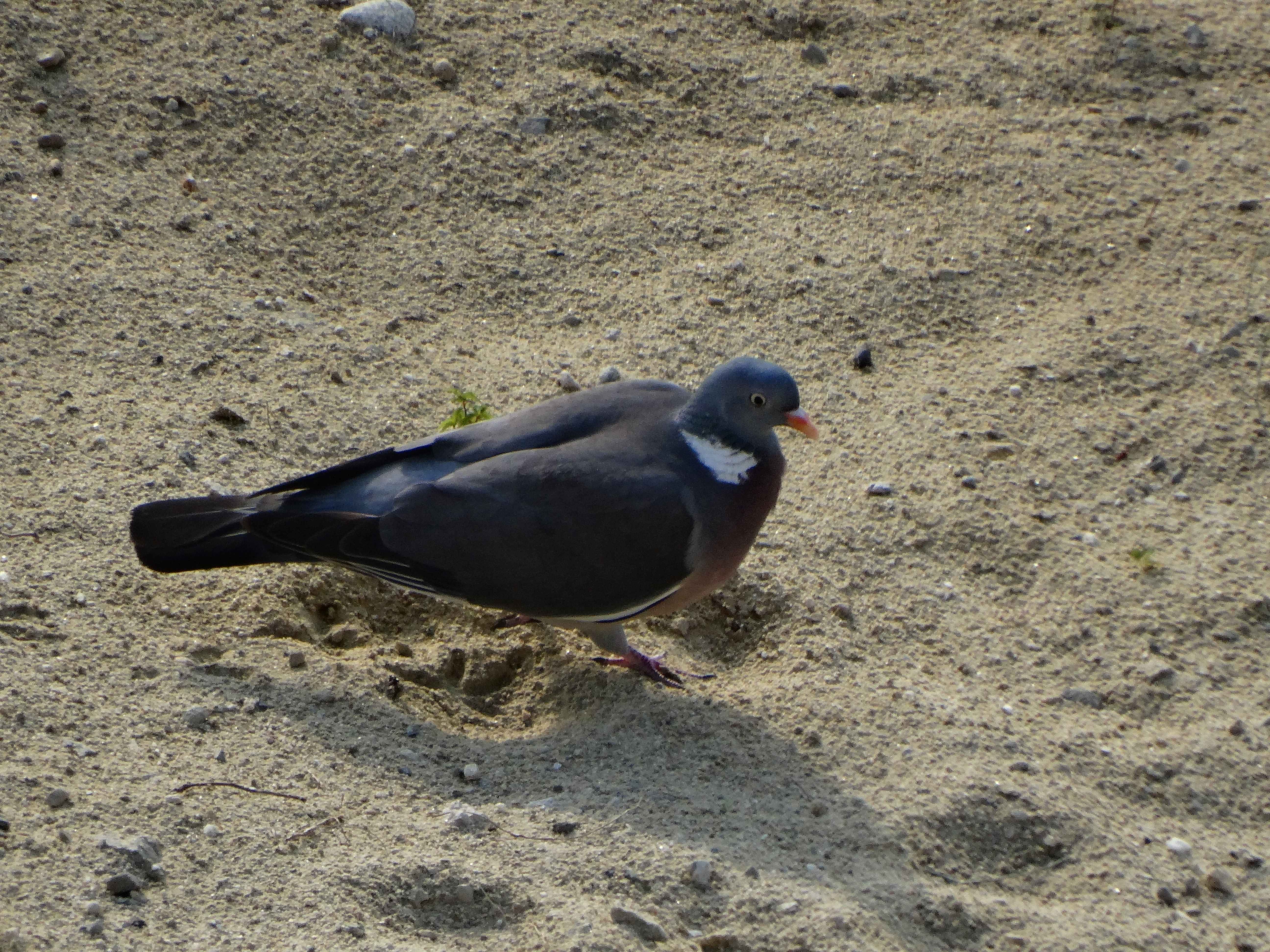 DSC03368 sandbergexkursion 2025-05-30 columba palumbus.jpg