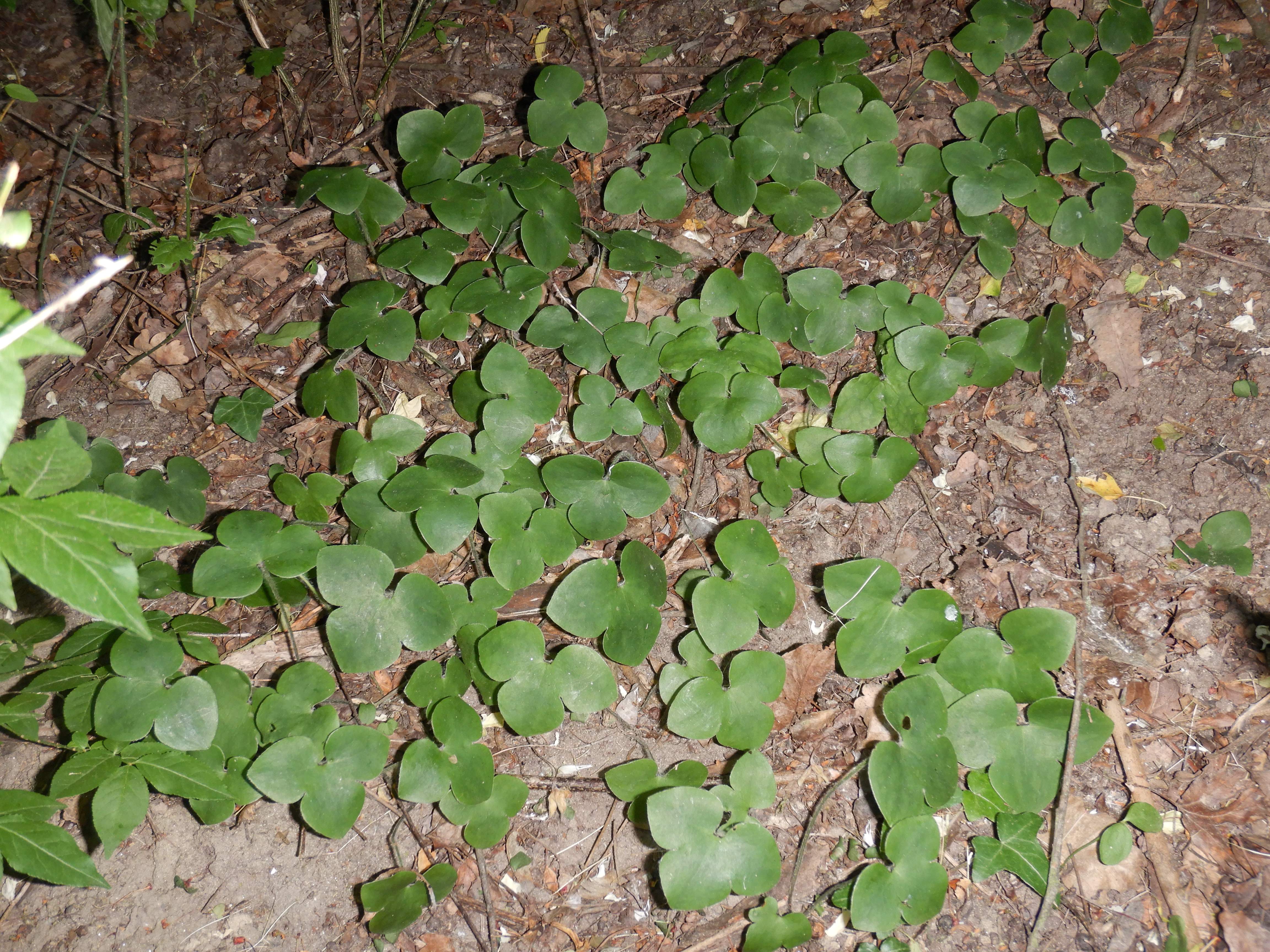 DSCN5214 sandbergexkursion 2025-05-30 hepatica nobilis.jpg