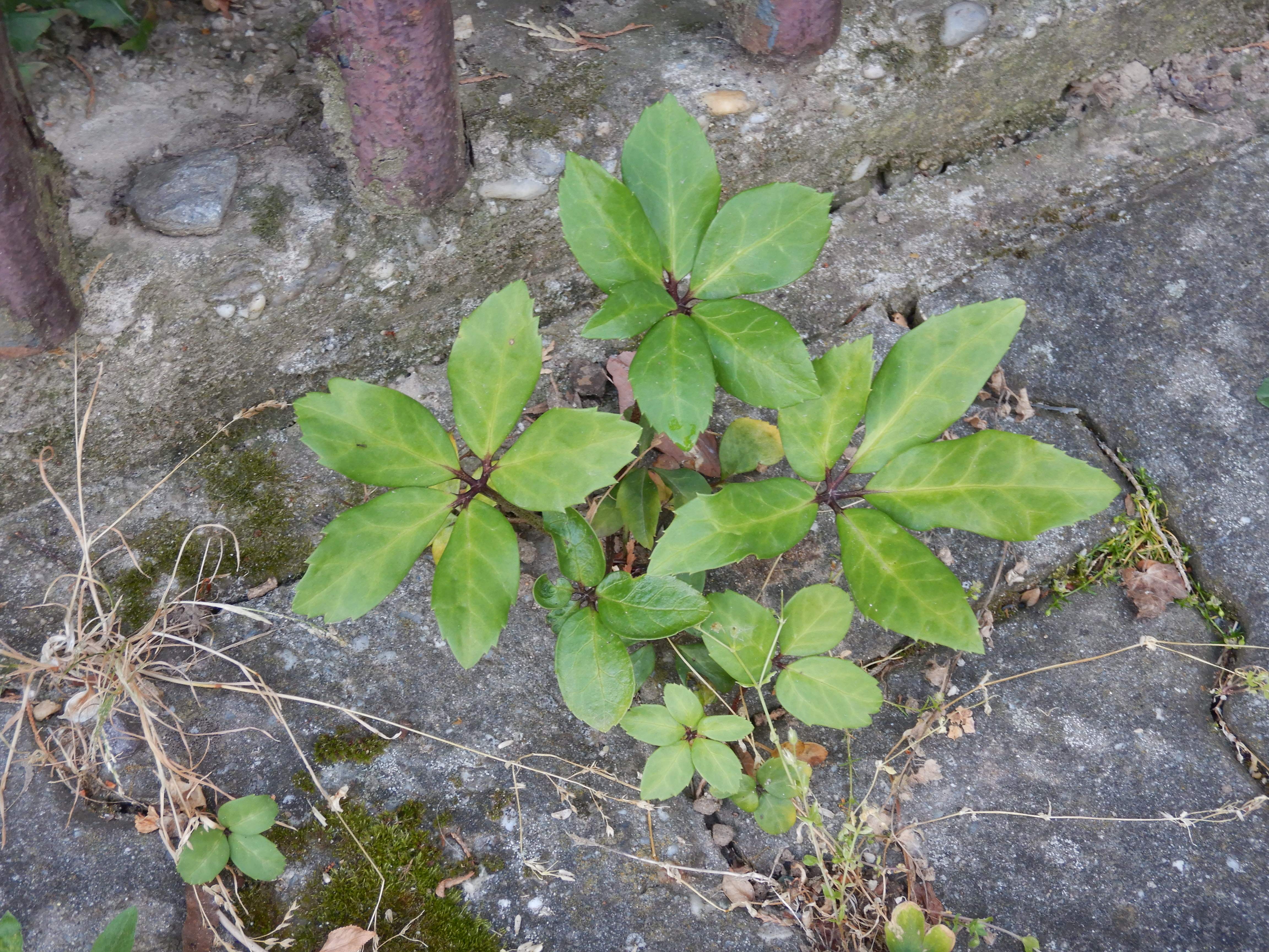 DSCN5220 sandbergexkursion 2025-05-30 helleborus niger-verwilderung.jpg