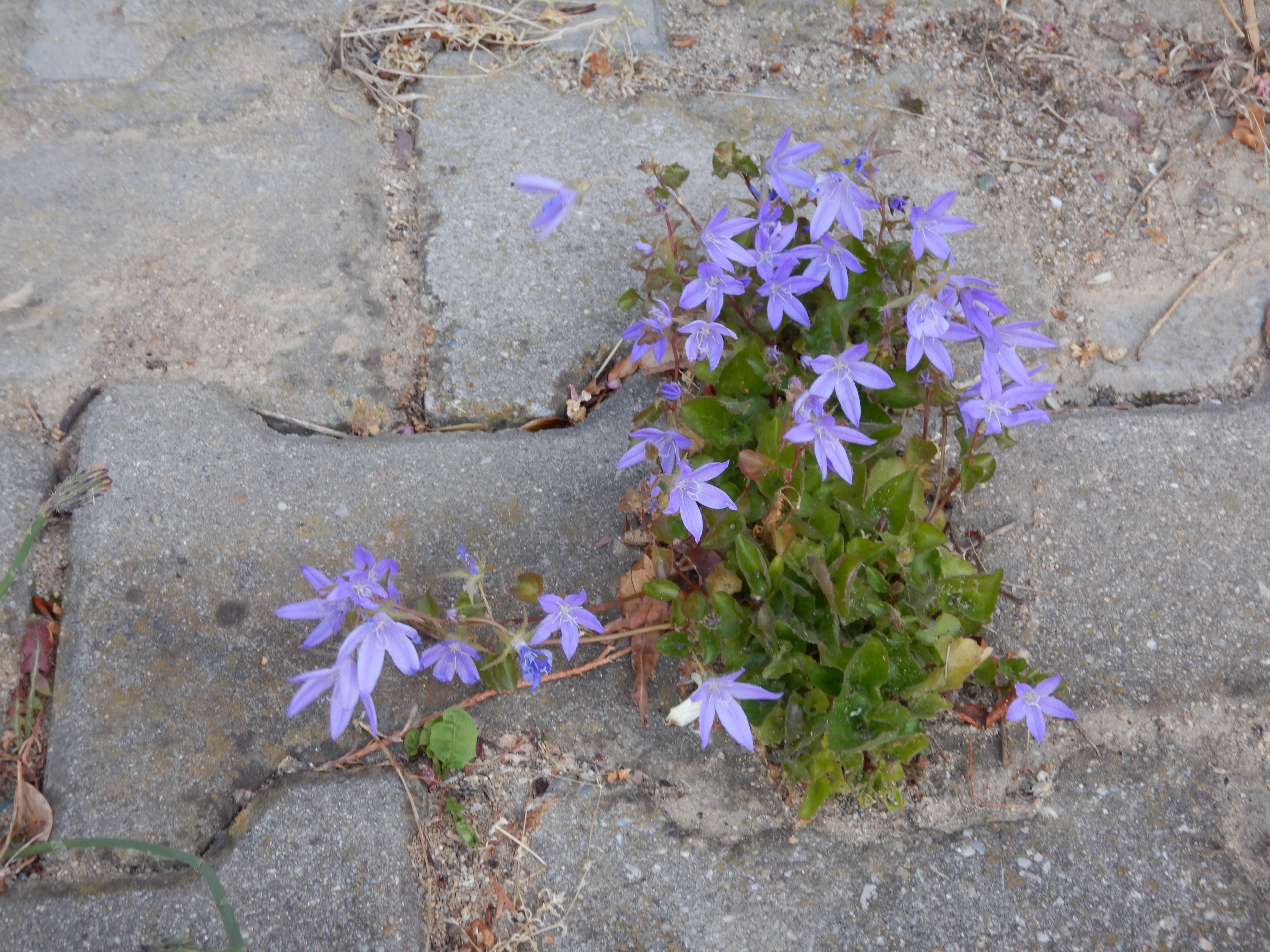 DSCN5223 sandbergexkursion 2025-05-30 campanula poscharskyana.jpg