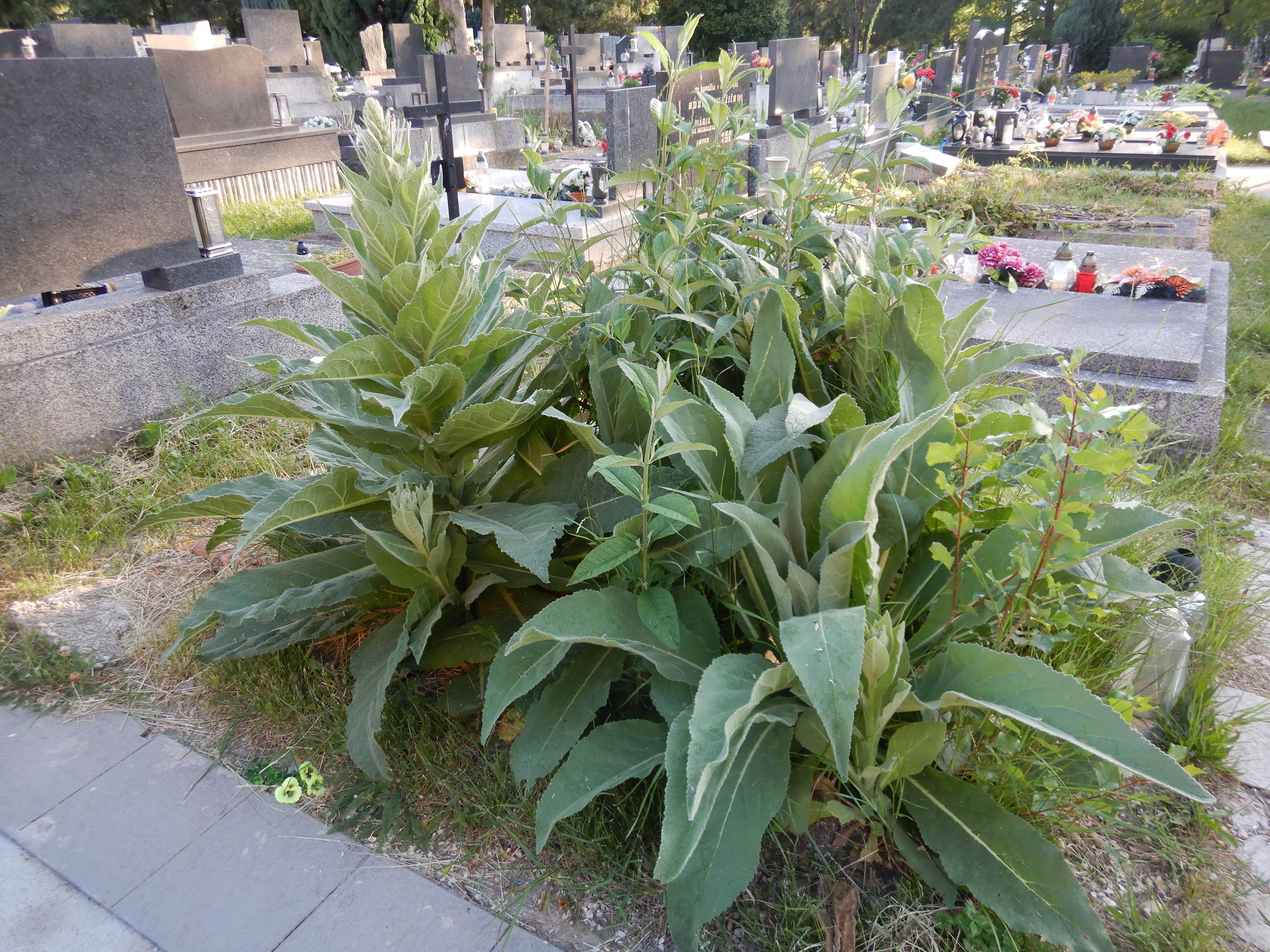 DSCN5245 sandbergexkursion 2025-05-30 verbascum etc.jpg