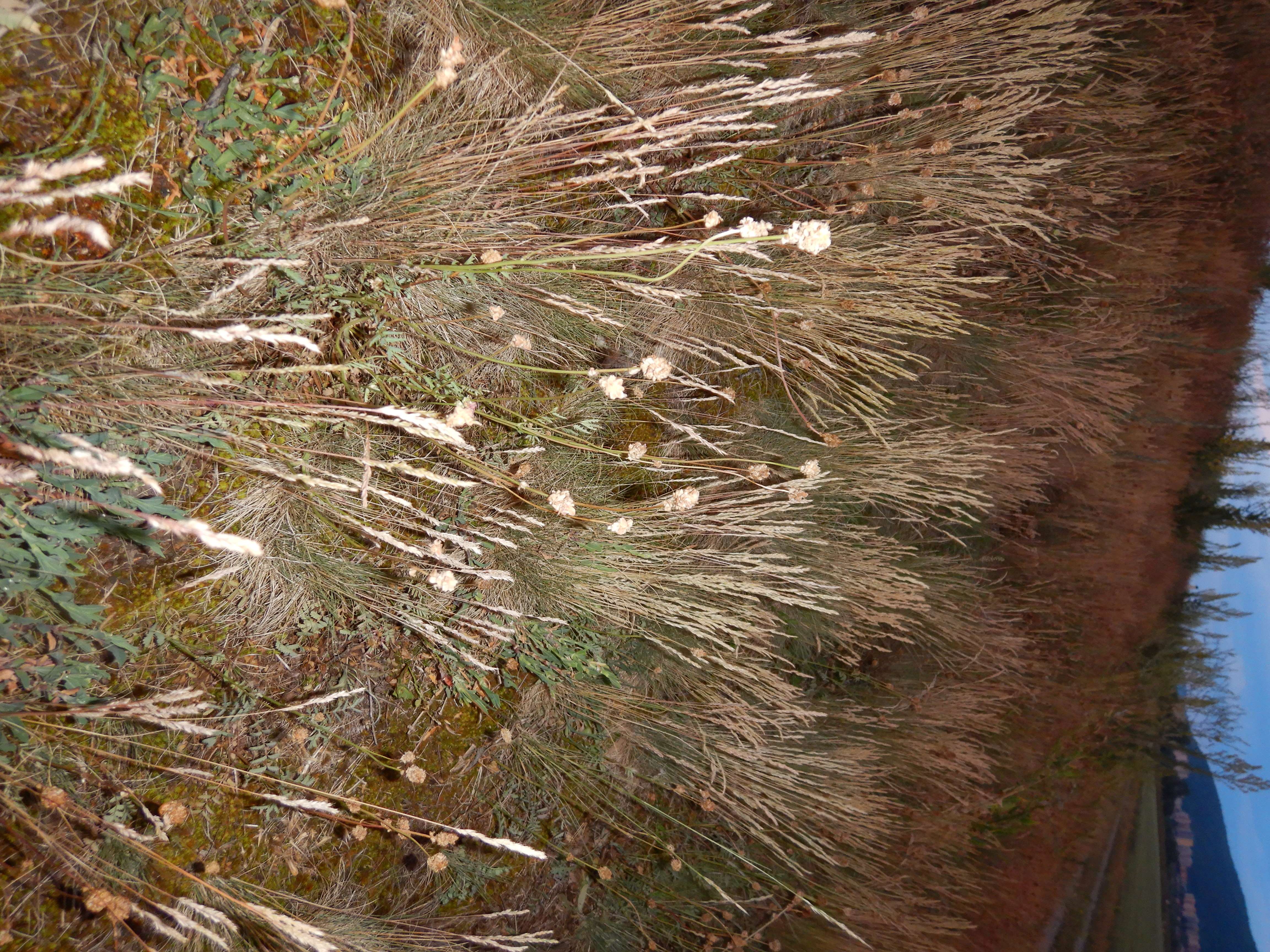 DSCN5290 sandbergexkursion 2025-05-30 schloßhof-damm festuca cf. valesiaca.jpg