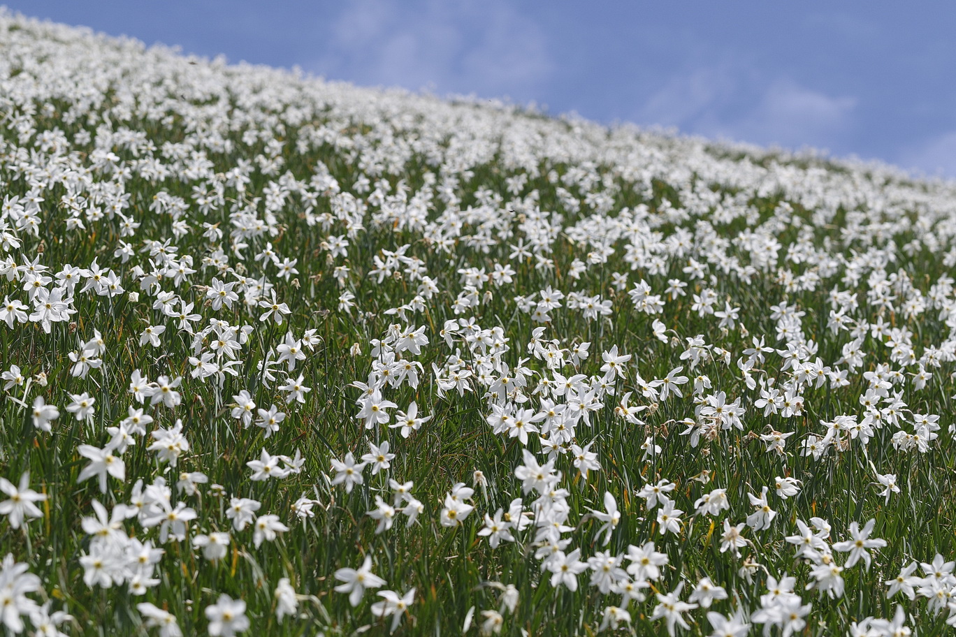 Narcissus.radiiflorus.Slo-Karawank.Kahlkogel.30.Mai.2026..JPG