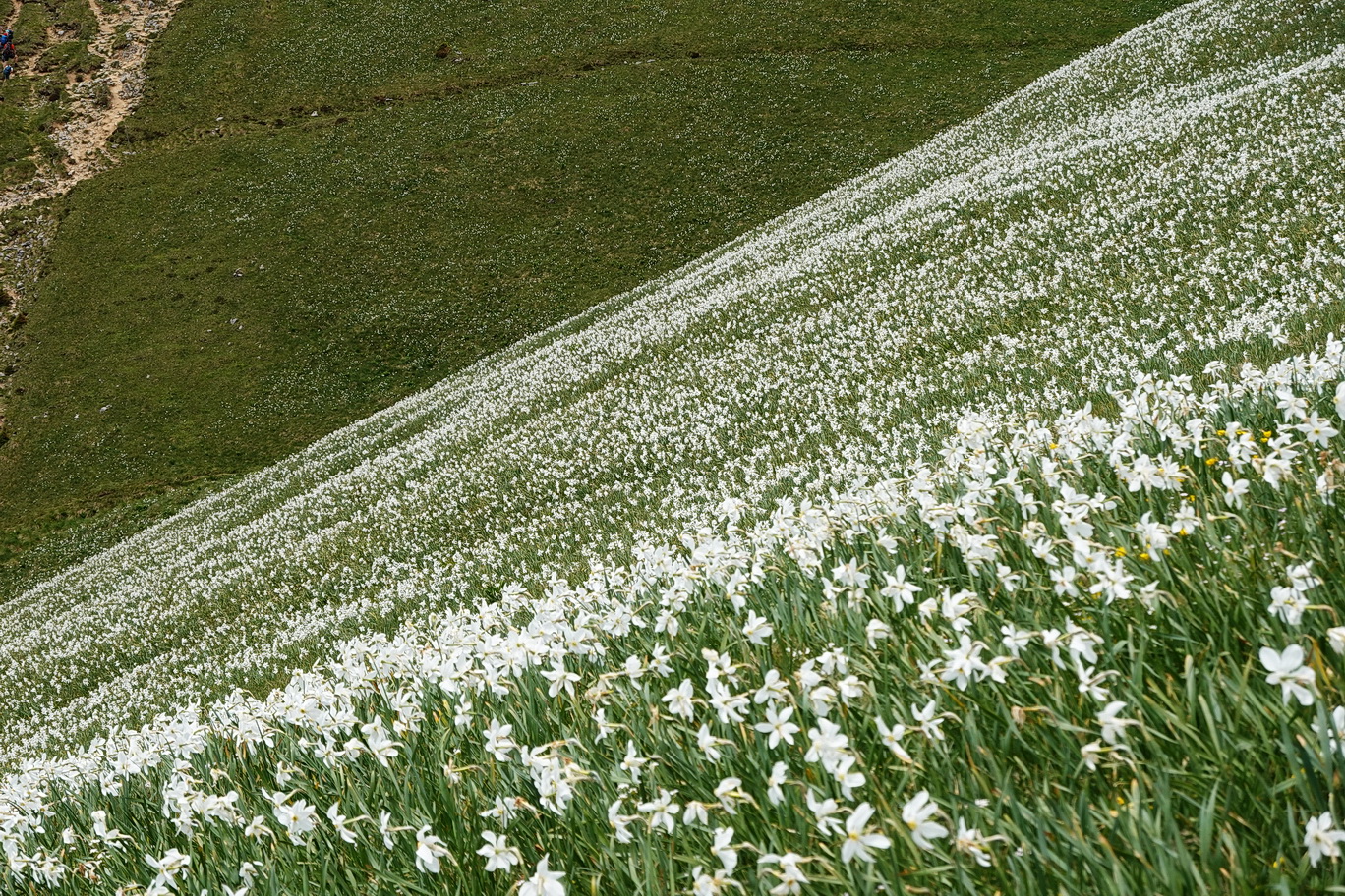 Narcissus.radiiflorus.Slo-Karawanken Kahlkogel.Golica.30.5. 26.JPG