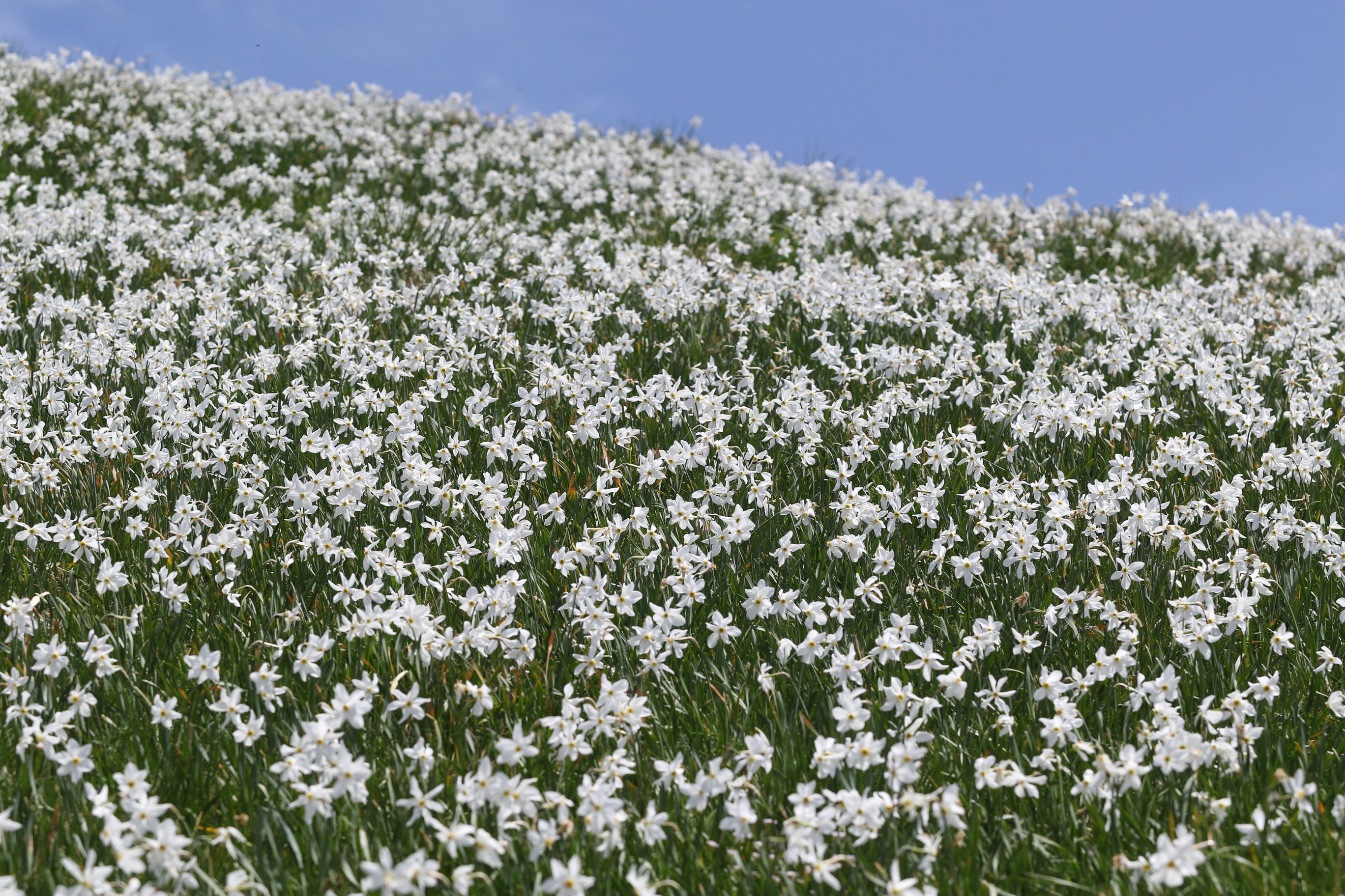 Narcissus.radiiflorus.Slo-Karawank.Kahlkogel.Golica.30.05. 2026.JPG