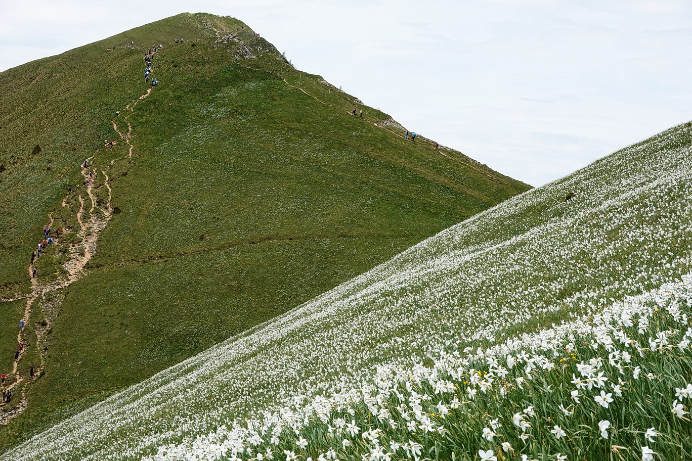 Narcissus.radiiflorus.Slo-Karawanken Kahlkogel.Golica.30.5.26..JPG