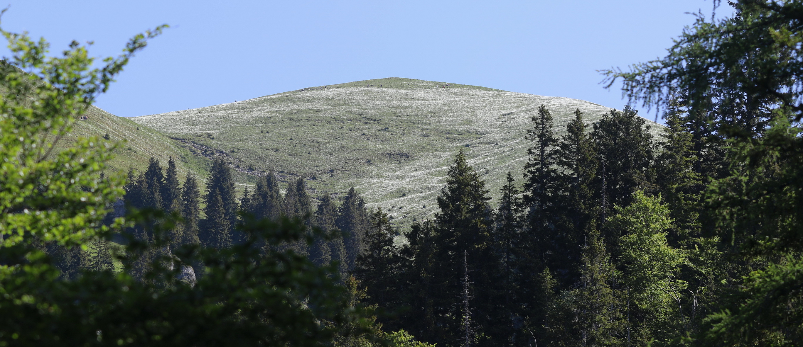Narcissus.radiiflorus.Slo-Karawanken.Kahlkogel.Golica.30.Mai.2026.JPG