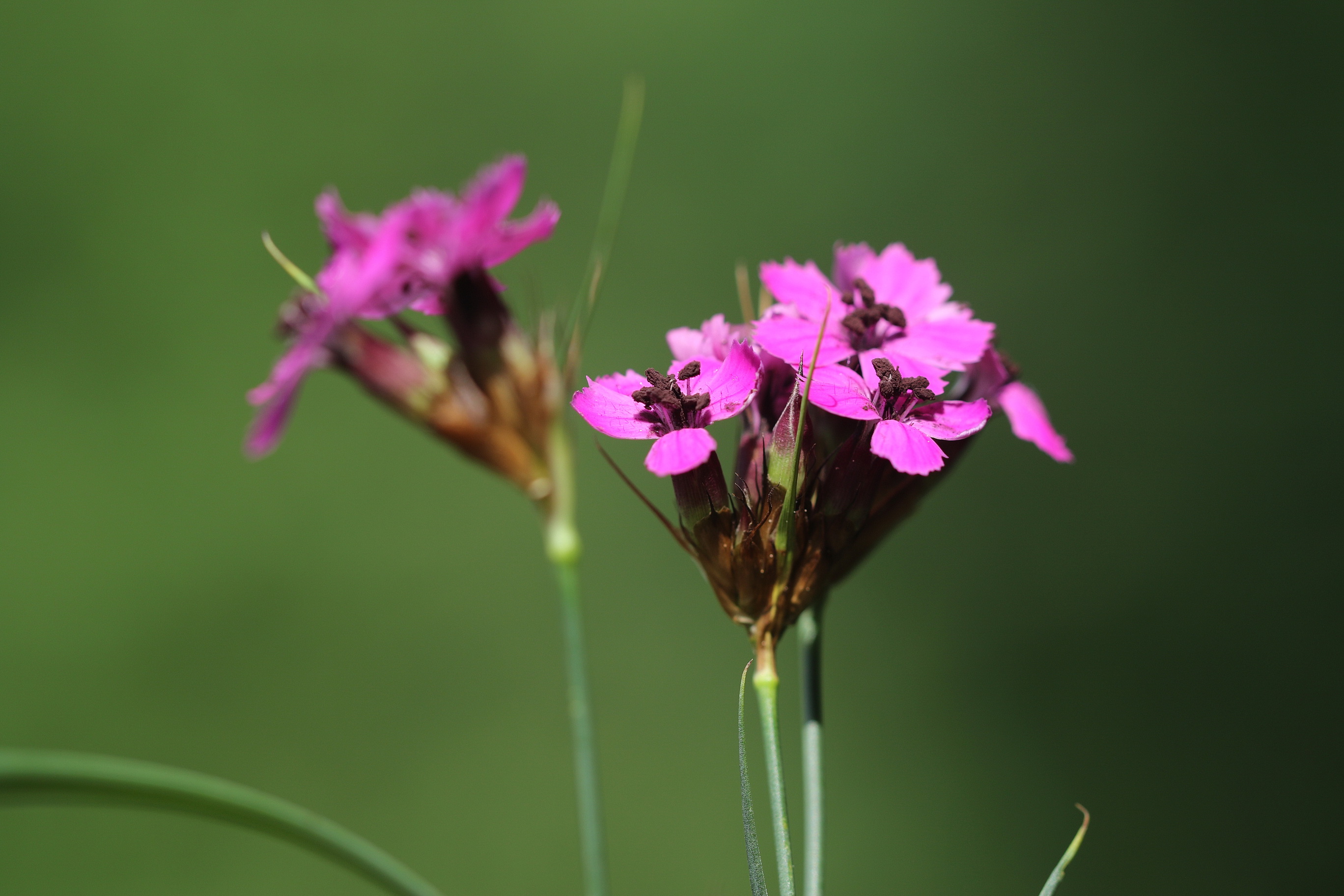 Dianthus.carthusianorum.m.Antherenbrand.St-Pleschkogel .31.Mai.26.JPG