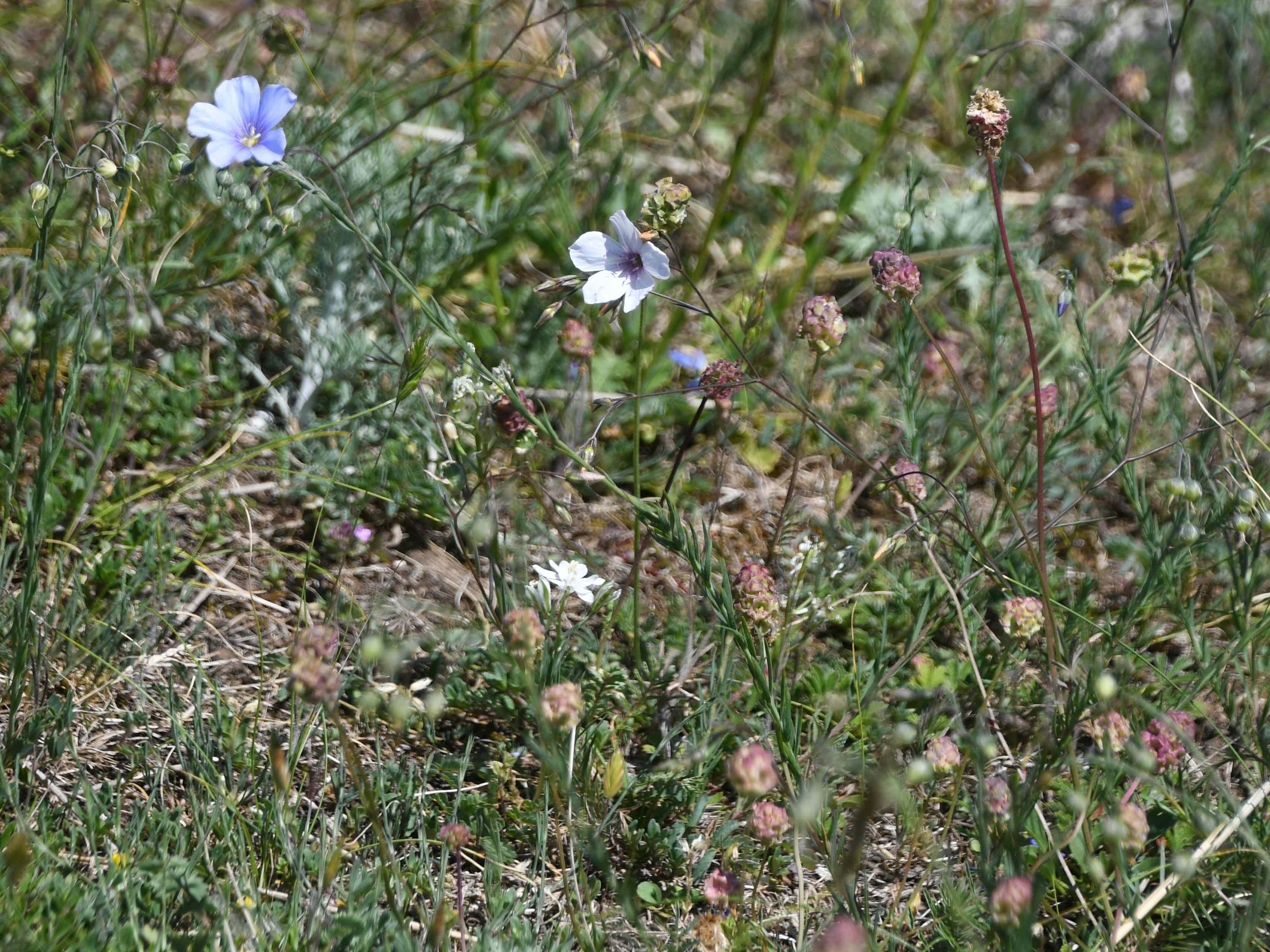 Purbach - 22052026 - (184) - Linum tenuifolium - Schmalblatt-Lein und Linum austriacum - Österreich-Lein.JPG
