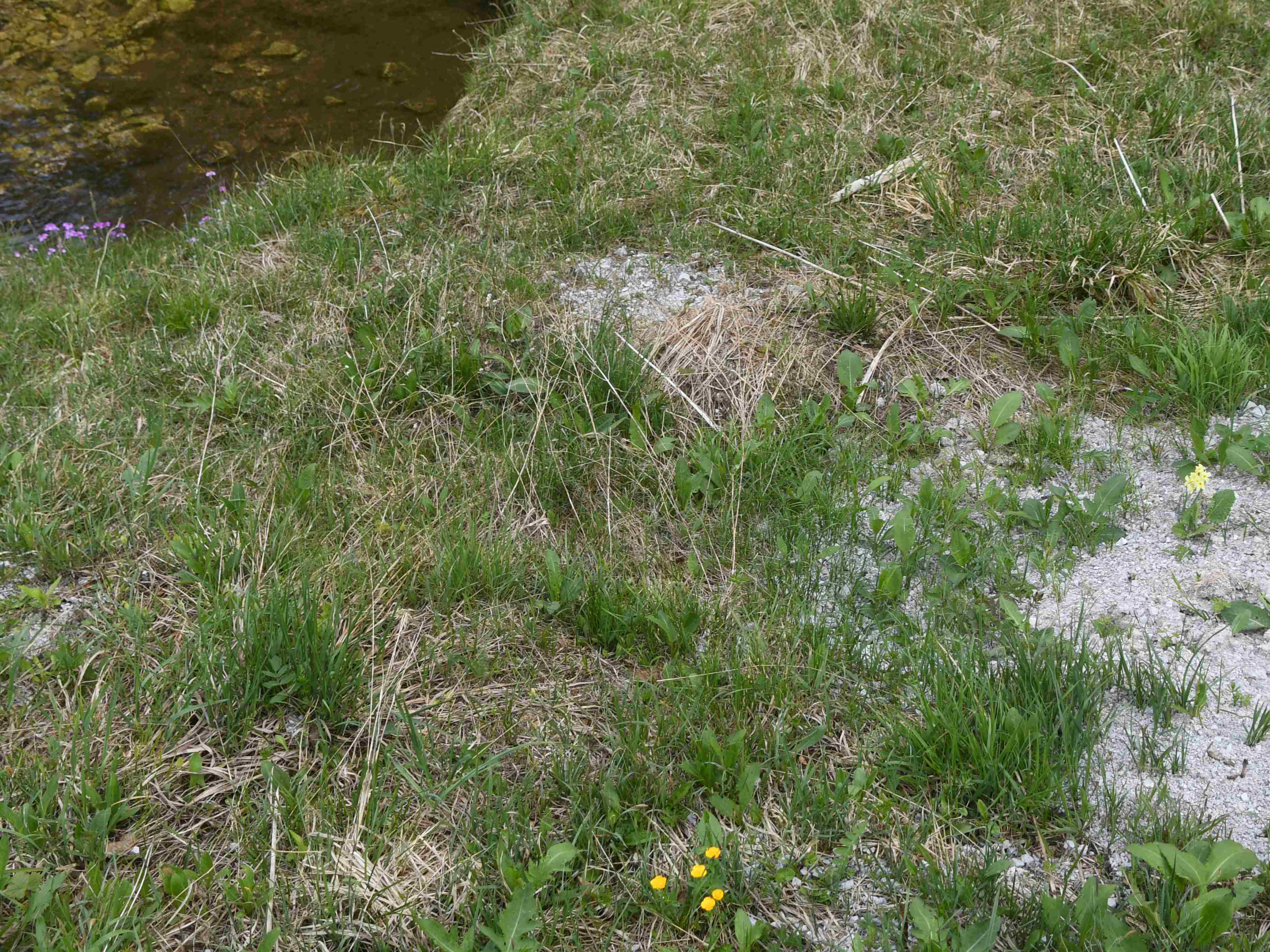 Annaberg - 25052026 - (537) -  - Primula farinosa - Mehl-Primel und Primula elatior - Hohe Primel.JPG